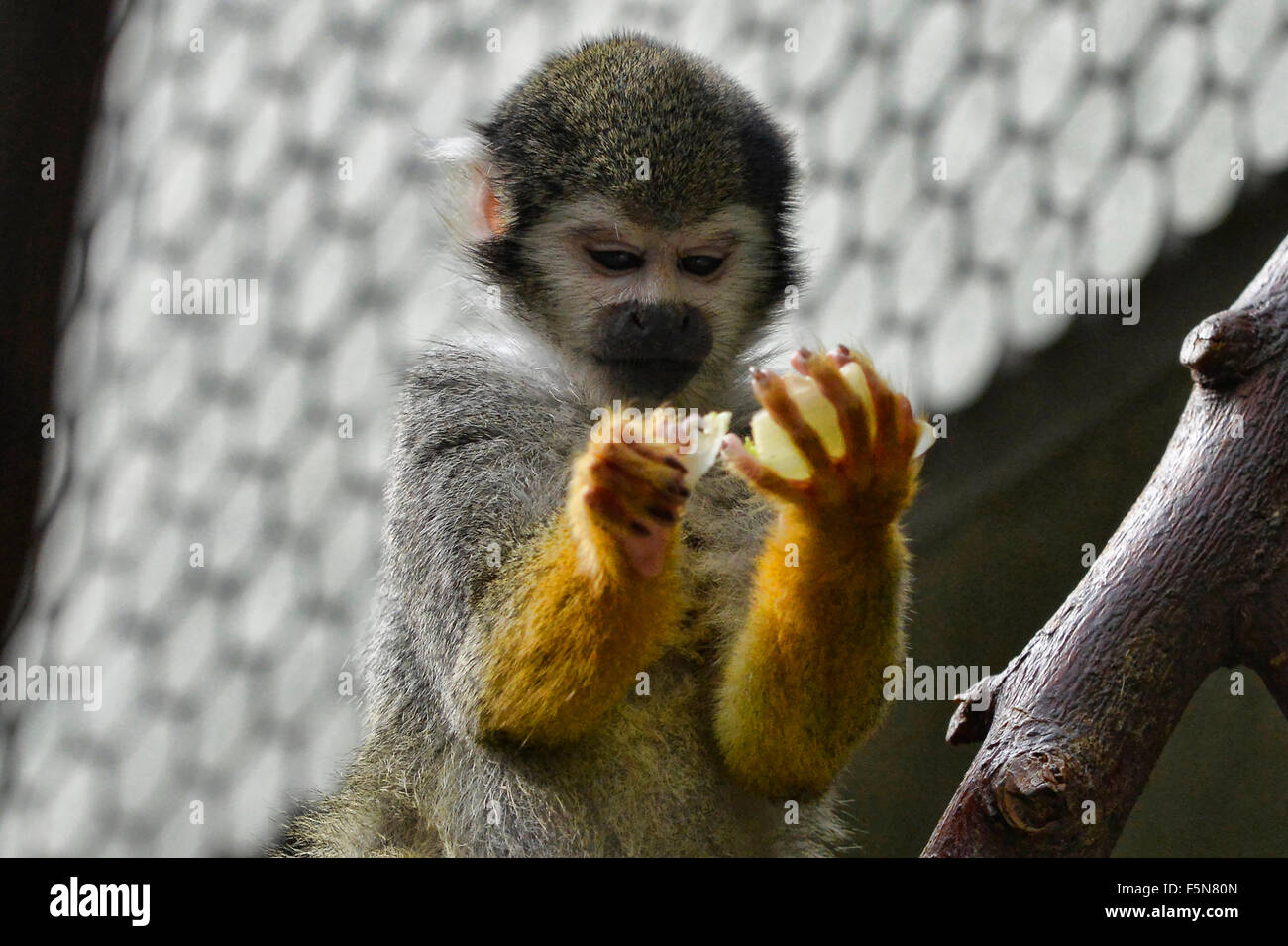 Tupi Stock Photos & Tupi Stock Images - Alamy