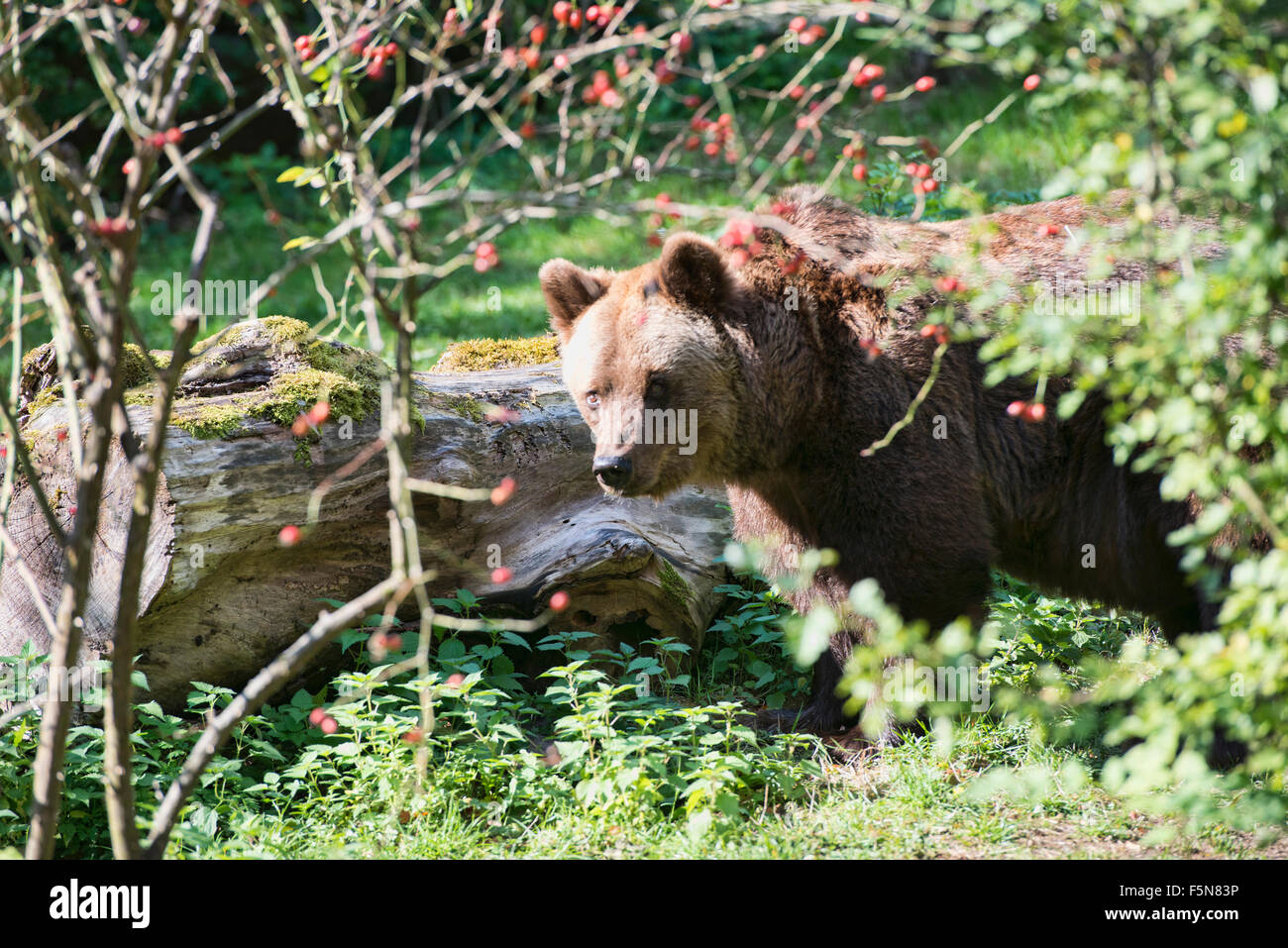 Eurasian brown bear (Ursus arctos arctos) Stock Photo