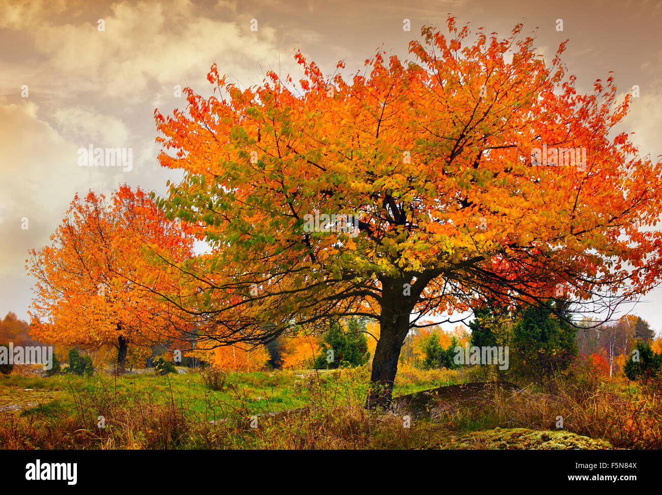 tree with golden leaves in autumn and sunrays Stock Photo - Alamy