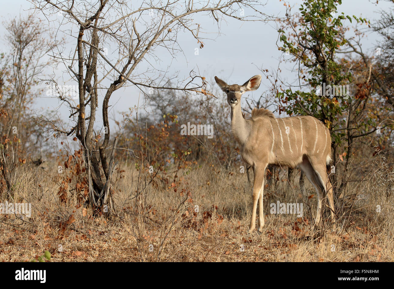 Greater Kudu, Tragelaphus strepsiceros, female, South Africa, August 2015 Stock Photo