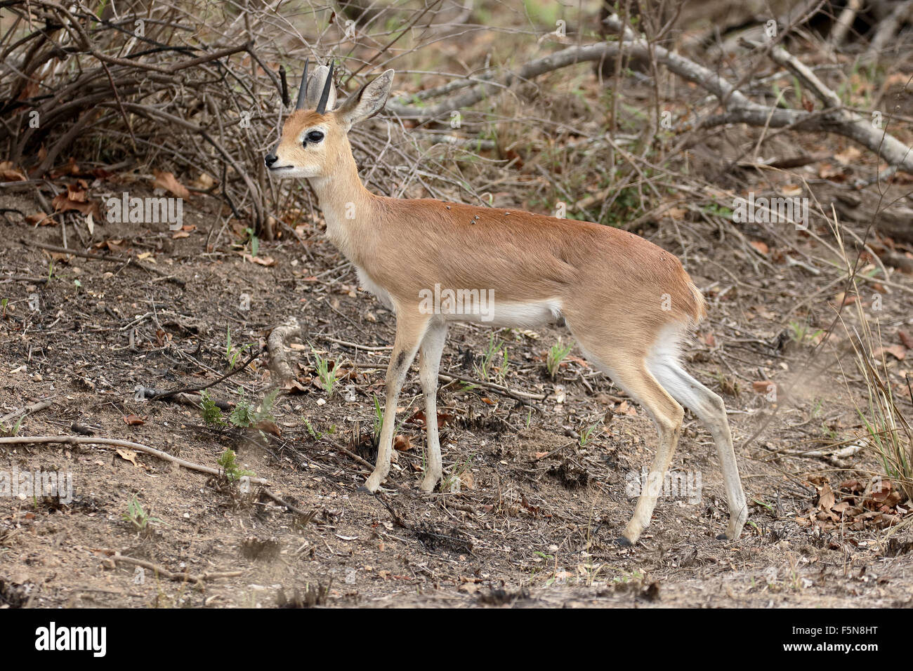 Steenbok, Raphicerus campestris, single male antelope, South Africa, August 2015 Stock Photo