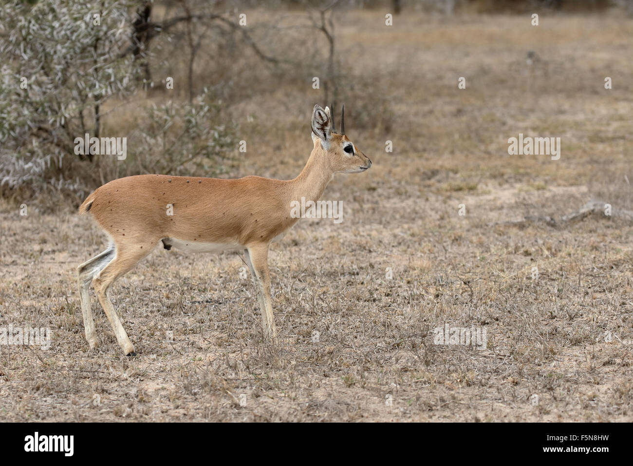 Steenbok, Raphicerus campestris, single male antelope, South Africa, August 2015 Stock Photo