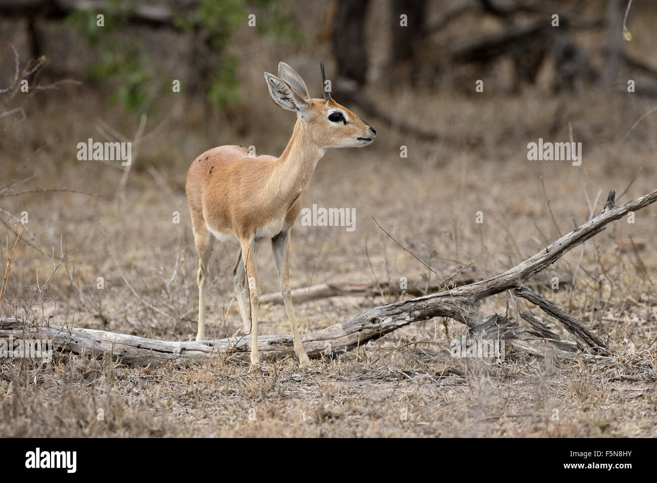 Steenbok, Raphicerus campestris, single male antelope, South Africa, August 2015 Stock Photo