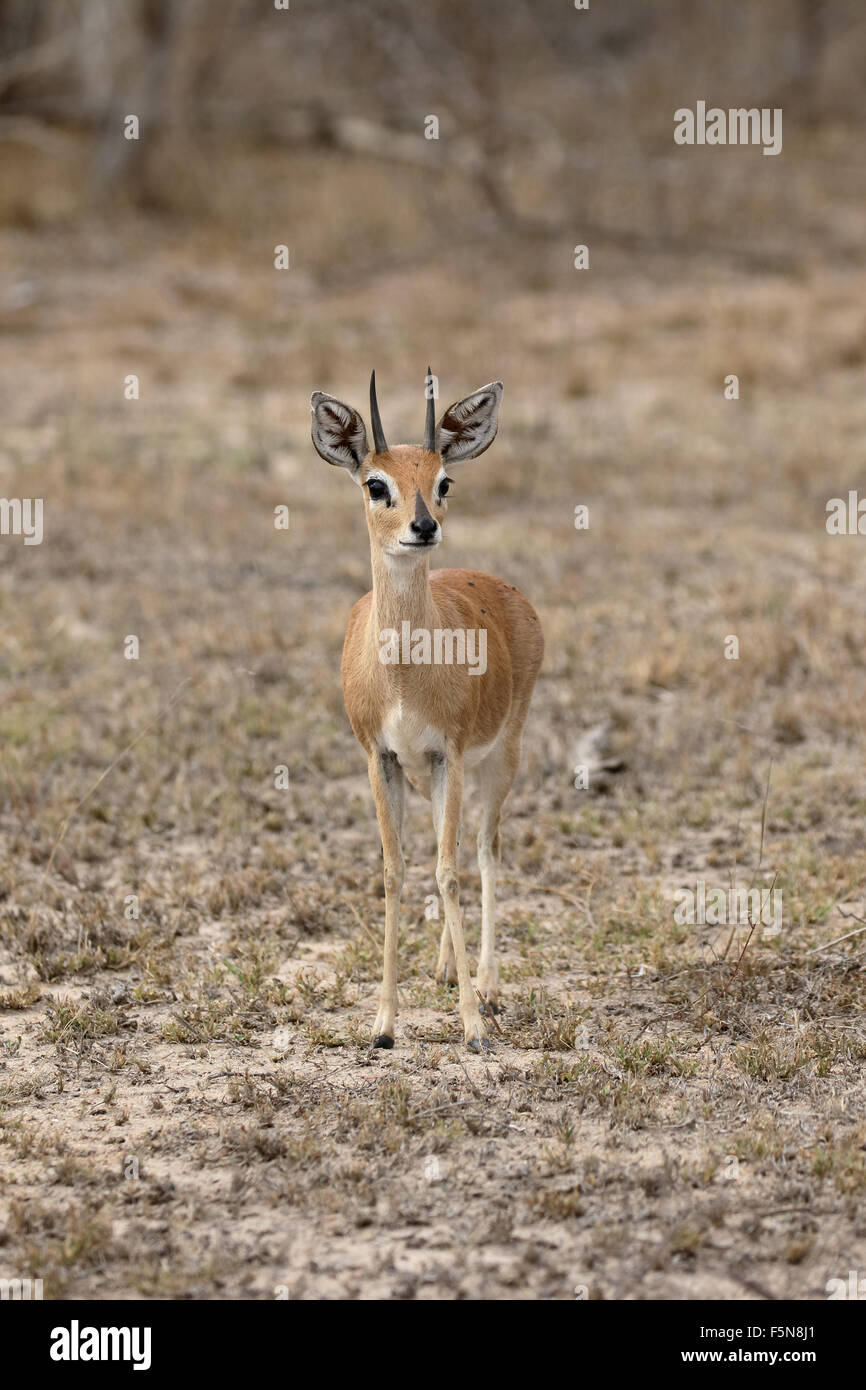 Steenbok, Raphicerus campestris, single male antelope, South Africa, August 2015 Stock Photo