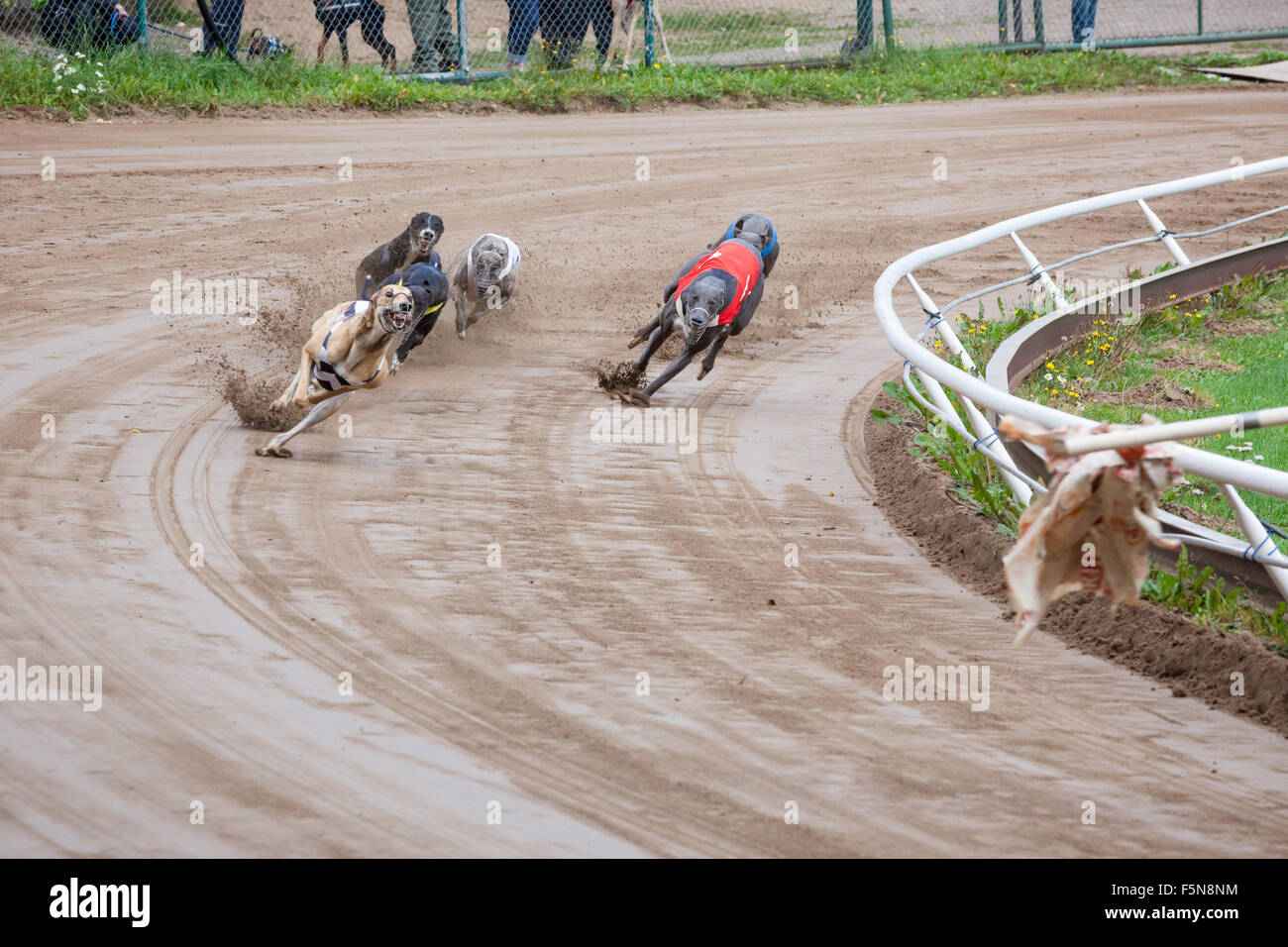 Greyhound dogs racing stock photo alamy