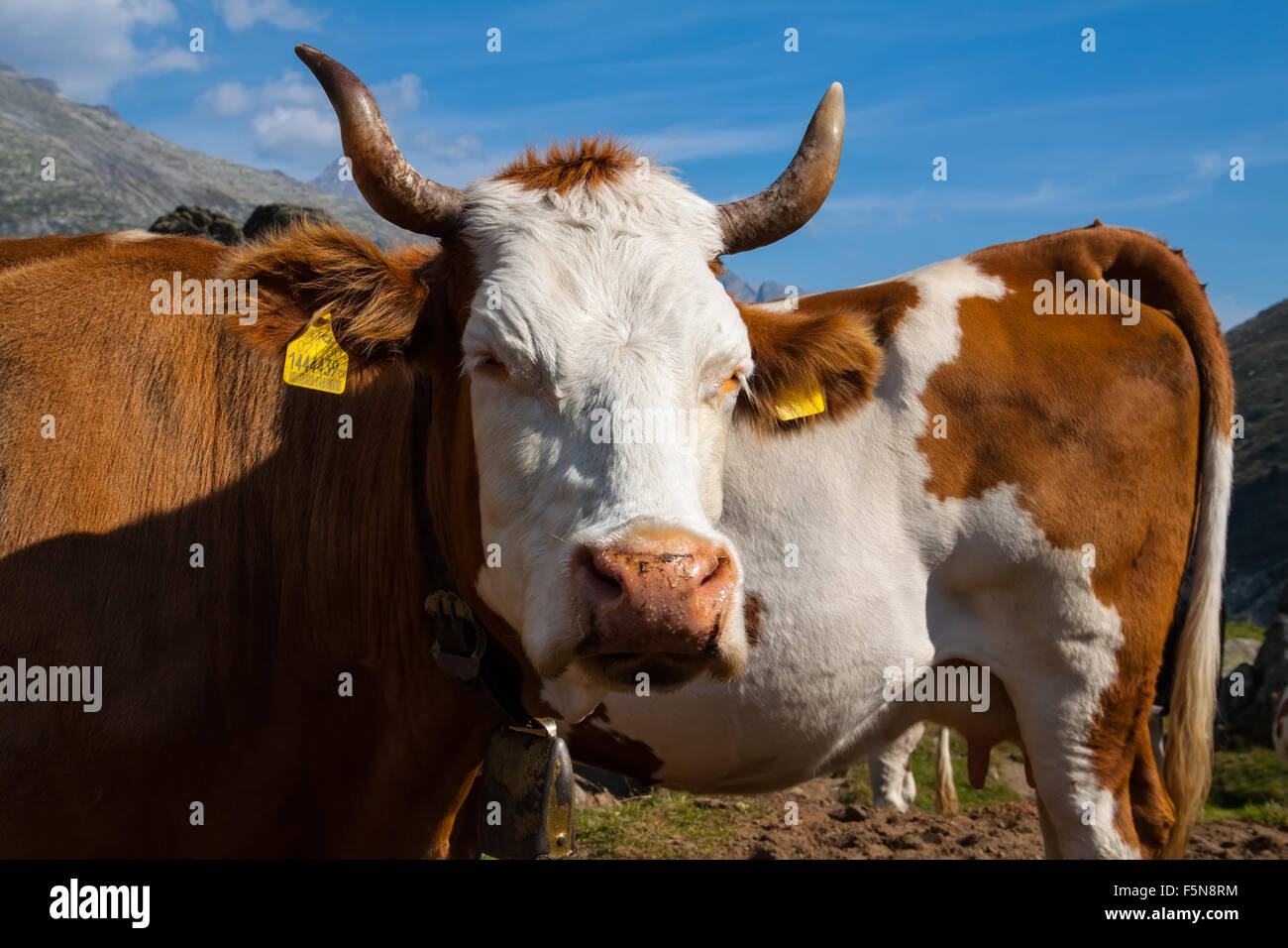 Cows on the Alpine meadows in sunny day Stock Photo - Alamy