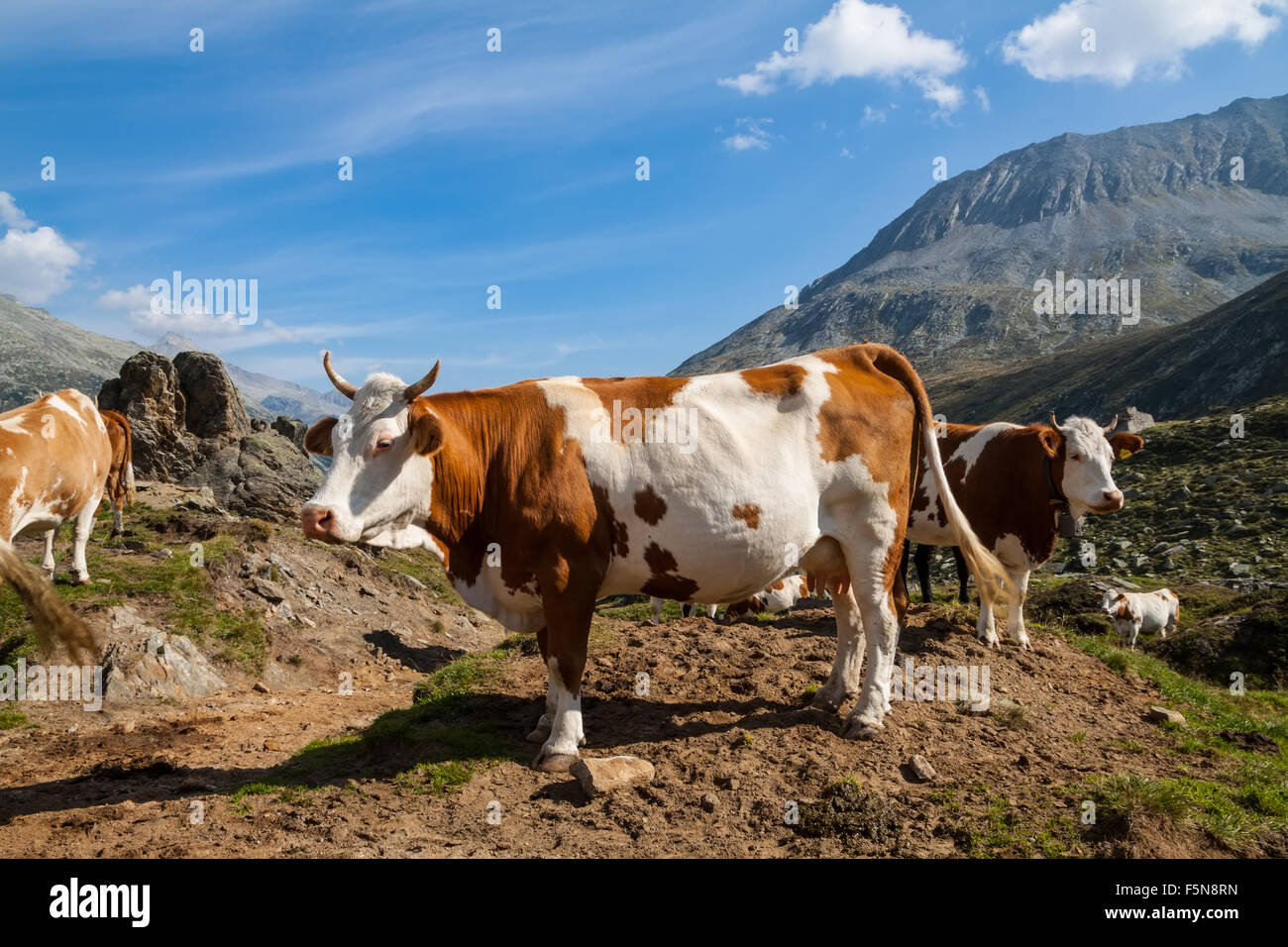 Cows on the Alpine meadows in sunny day Stock Photo - Alamy