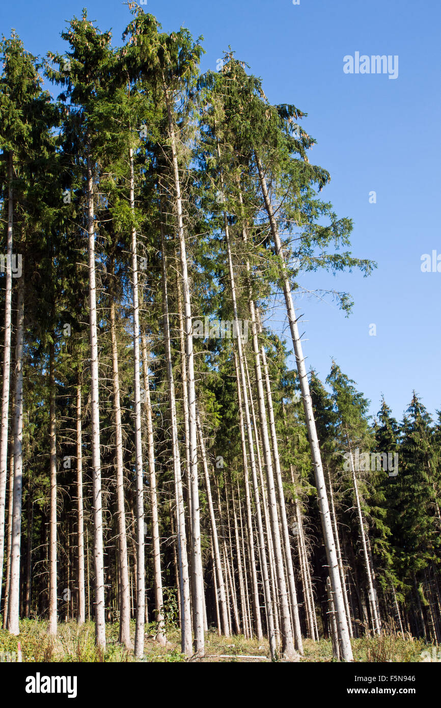 Some high spruce trees in front of a blue sky Stock Photo - Alamy