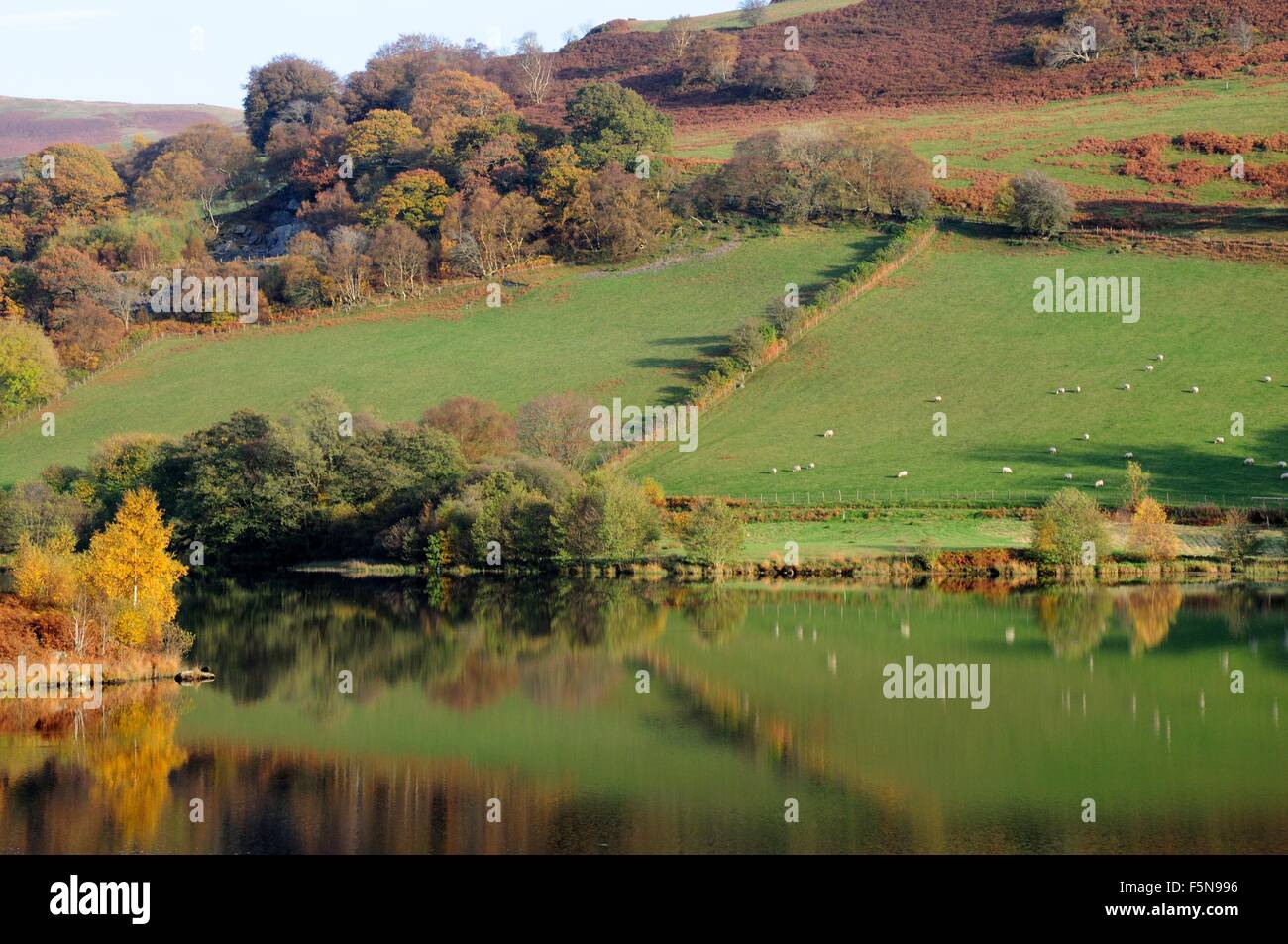 Mirror image of green fields and trees in autumn Caban Coch Reservoir Rhayarer Elan Valley powys Wales cymru uK GB Stock Photo