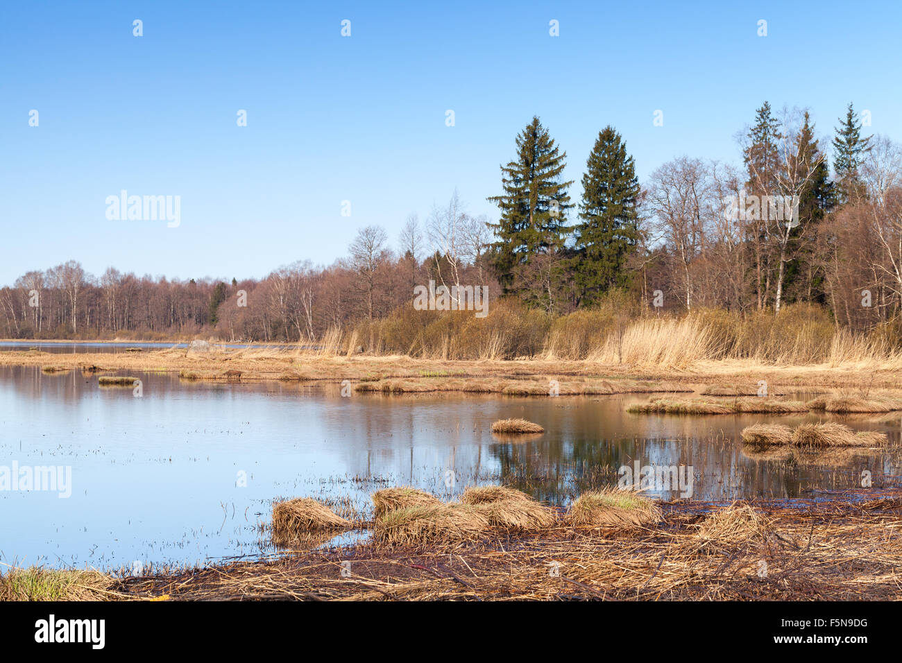 Coastal landscape of Saimaa lake in autumn. Dry grass and still water under clear blue sky Stock Photo