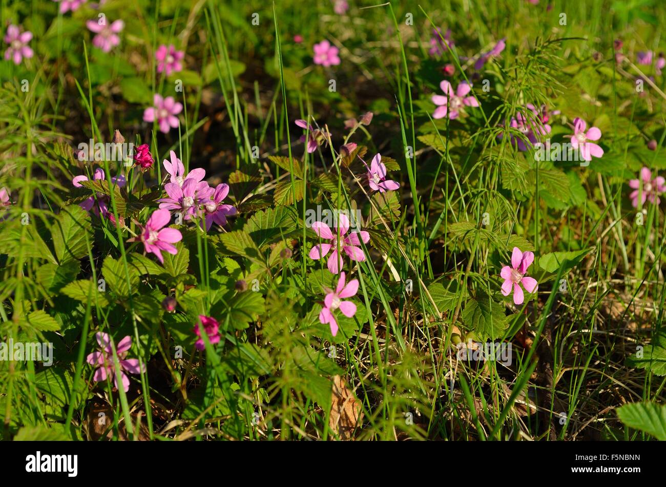 beautiful pink wildflowers in summer sunshine closeup Stock Photo - Alamy