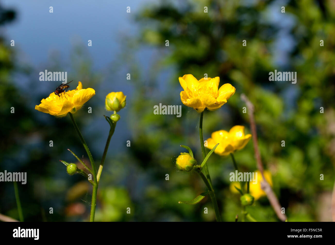 insect on yellow buttercup flower in summer sunlight Stock Photo - Alamy