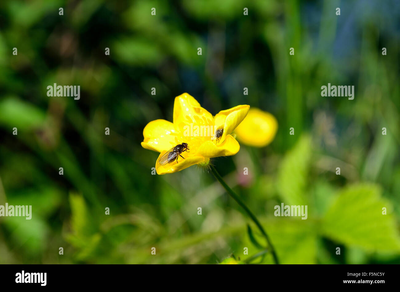insect on yellow buttercup flower in summer sunlight Stock Photo - Alamy