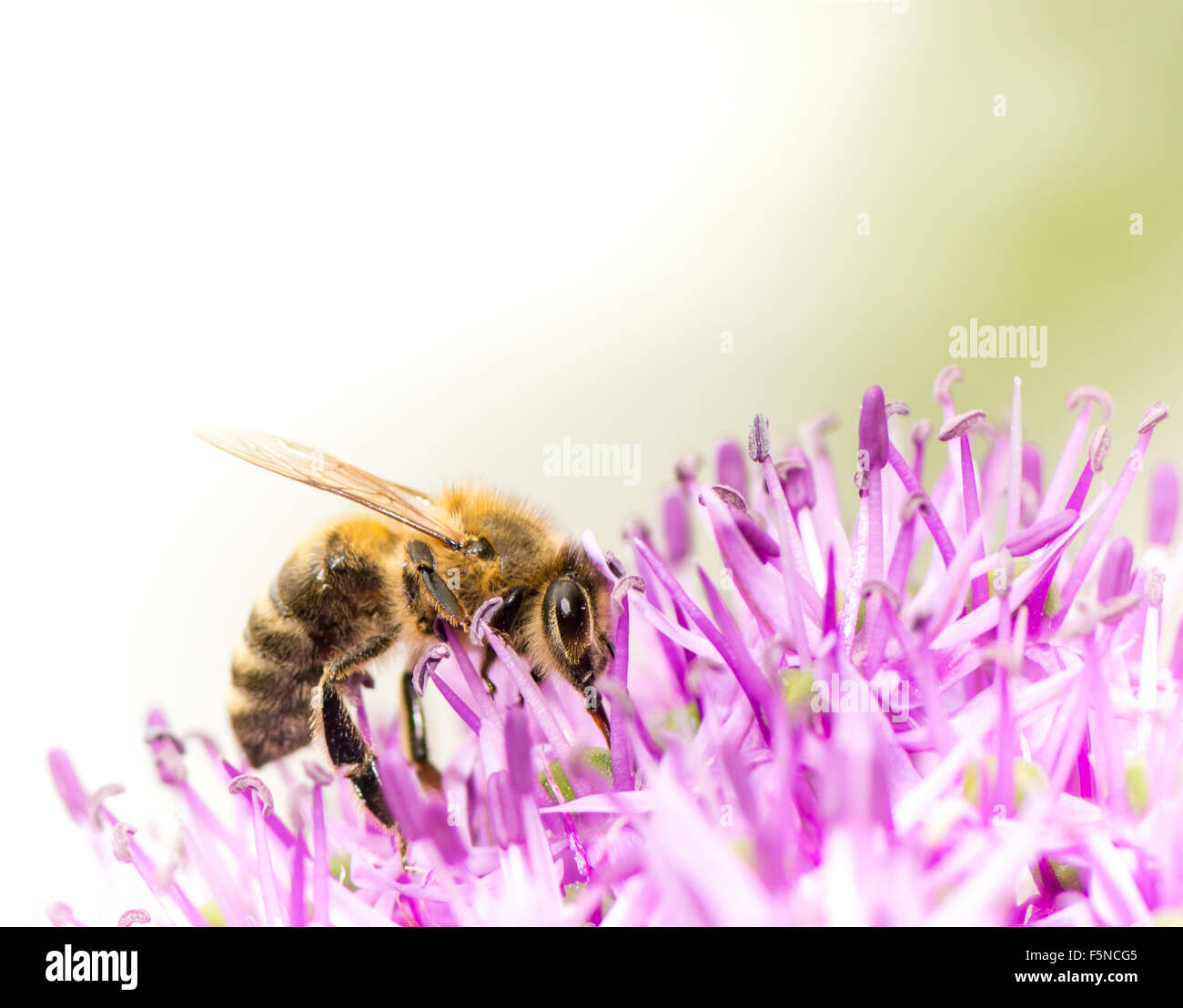 Bee collecing pollen on a purple giant onion flower (Allium Giganteum