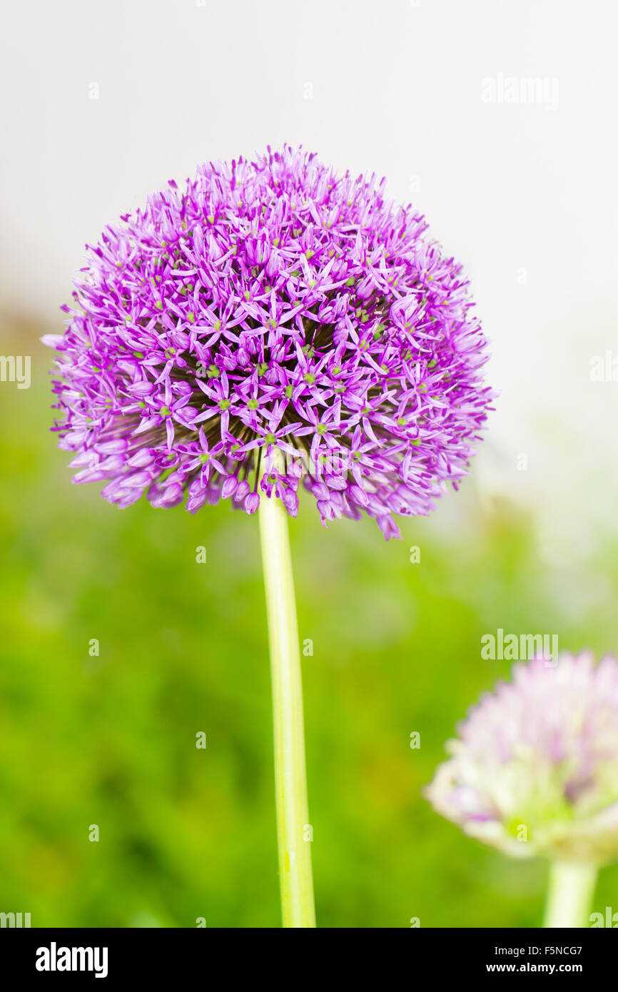 Purple giant onion (Allium Giganteum) flower Stock Photo Alamy