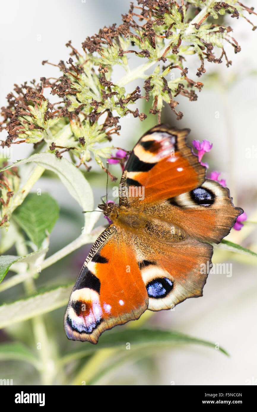 European peacock butterfly (aglais io) on a buddleja bush Stock Photo ...