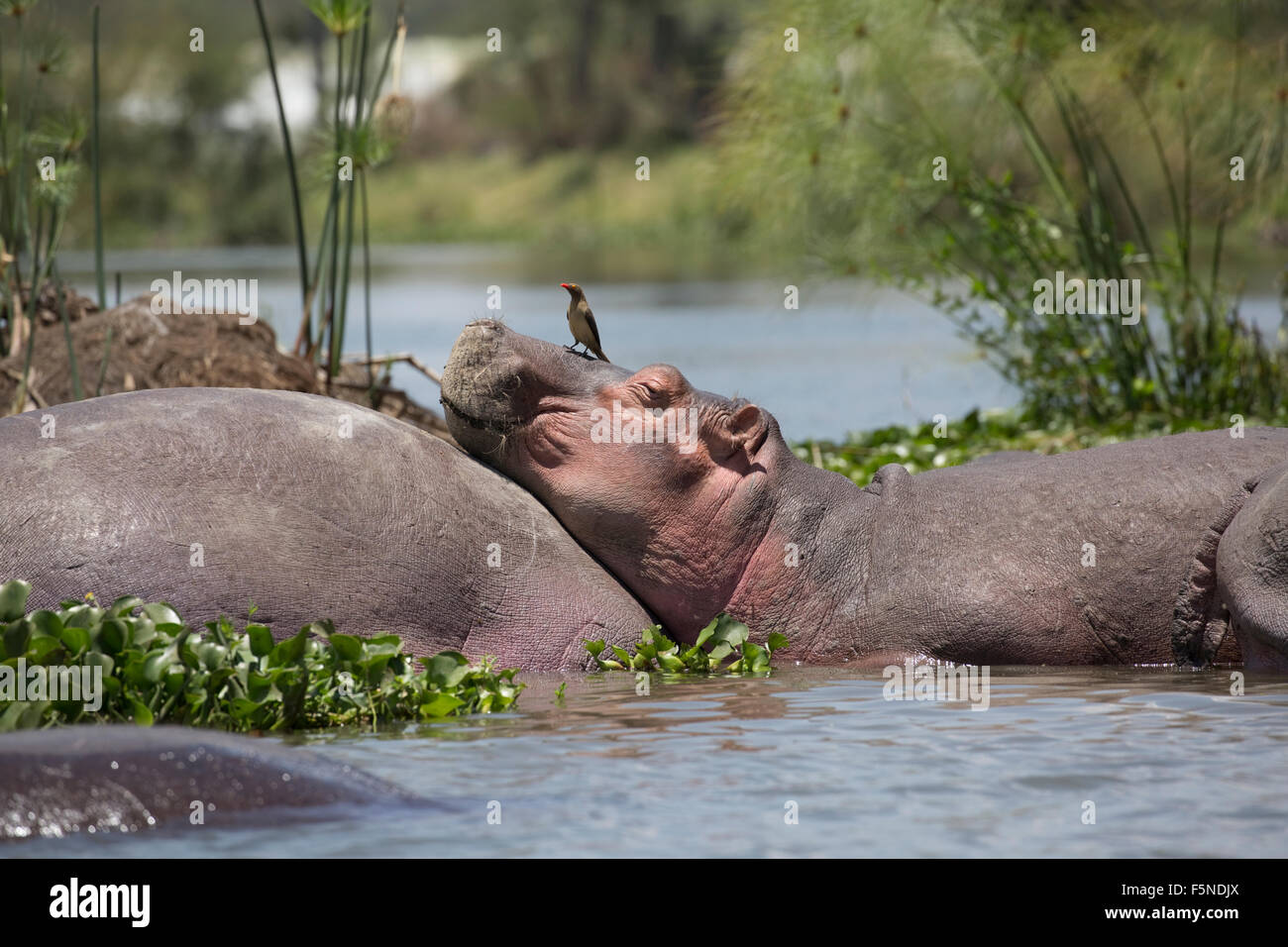 Hippo with oxpecker on head resting on back of another Hippopotamus amphibius Lake Naivasha Kenya Stock Photo