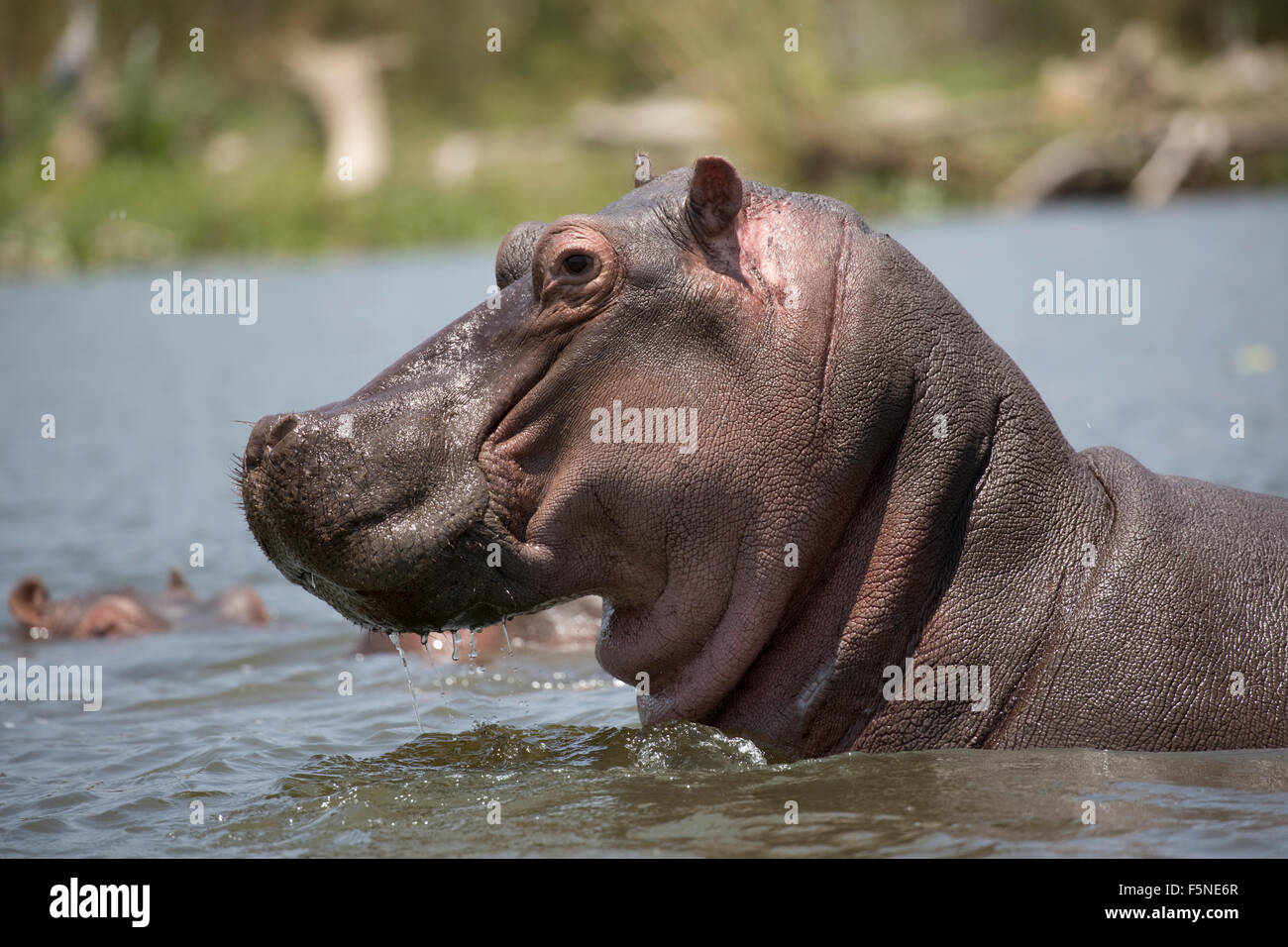 Closeup of head of Hippopotamus amphibius Lake Naivasha Kenya Stock Photo