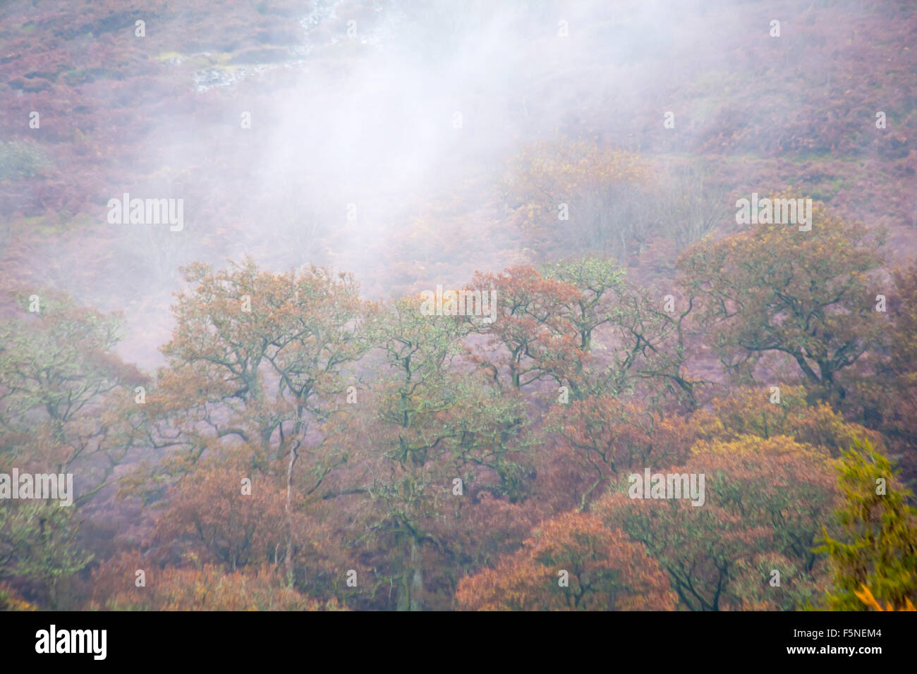 Mist rising from trees in Autumn colours at Elan village in Elan Valley, Powys, Mid Wales, UK in November Stock Photo