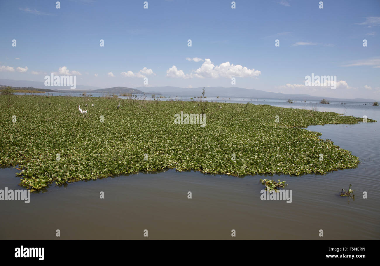 Water hyacinth Lake Naivasha Kenya Stock Photo