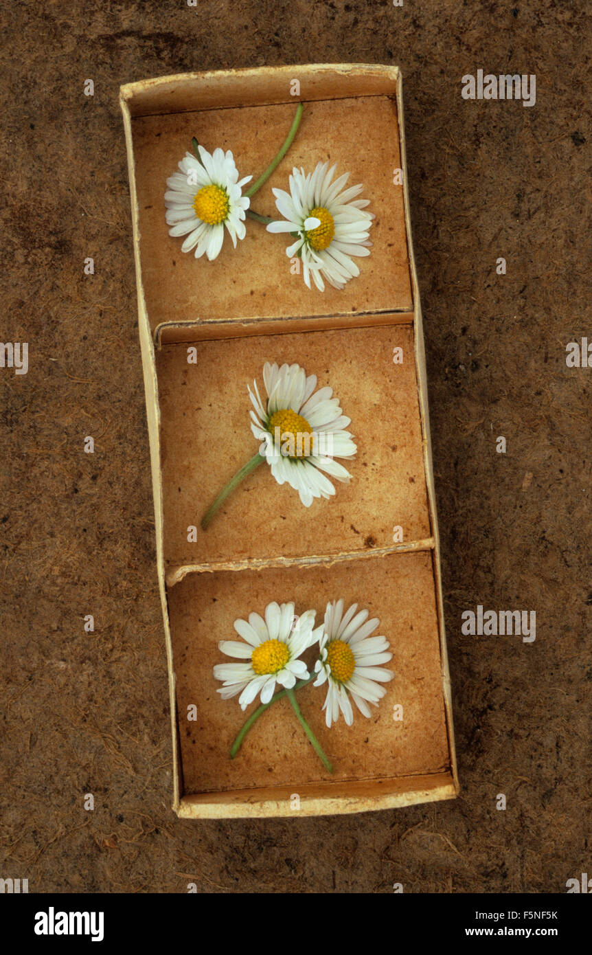 Small cardboard box with three compartments containing five flowerheads of Lawn daisy or Bellis perennis Stock Photo