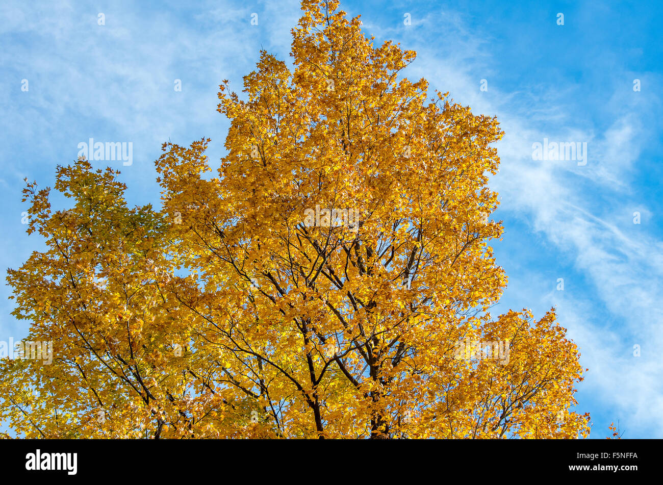 Yellow foliage against the blue sky hi-res stock photography and images ...