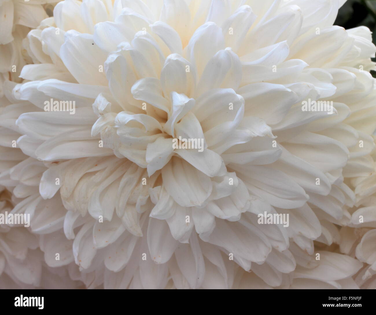 White chrysant hi-res stock photography and images - Alamy