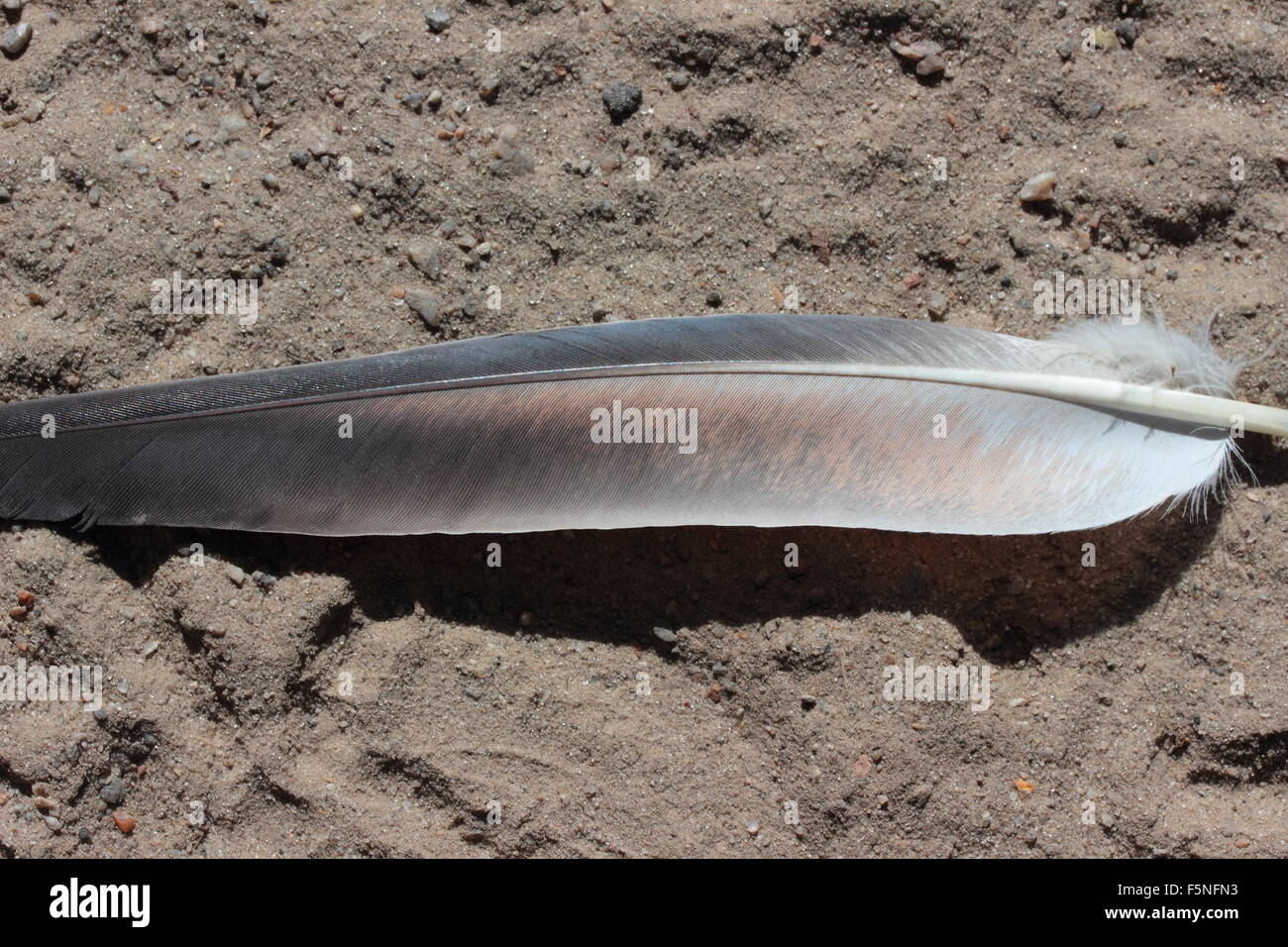 on the ground lies a feather Stock Photo Alamy