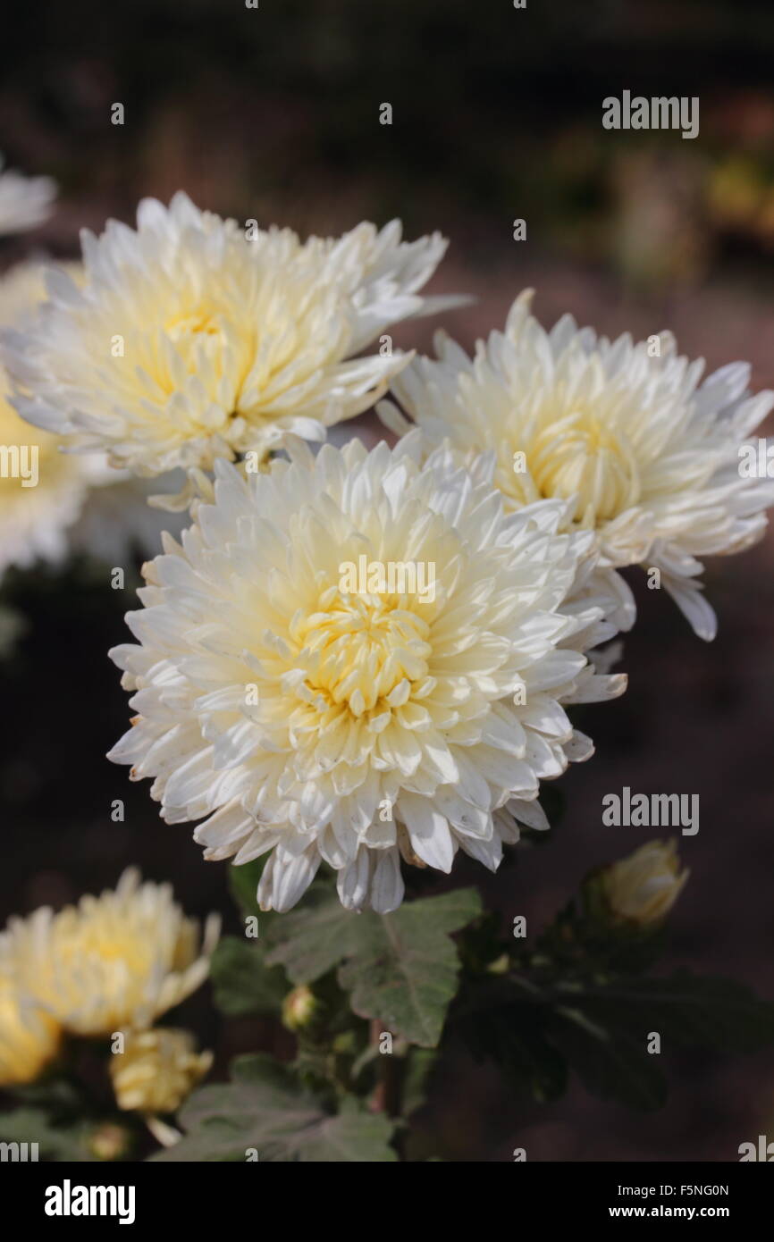 Chrysanthemum hires stock photography and images Alamy
