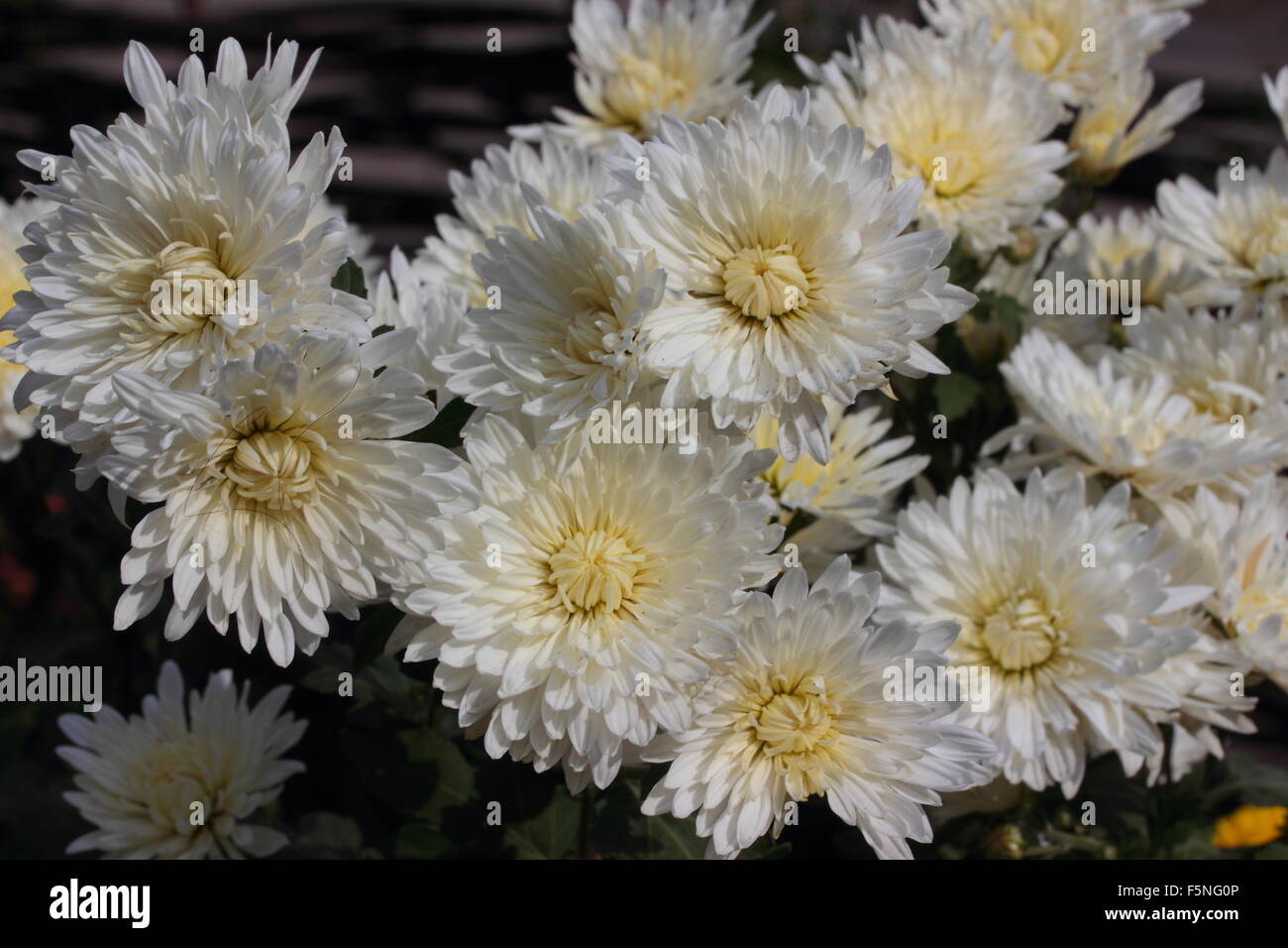 White chrysanthemum flower plant hires stock photography and images
