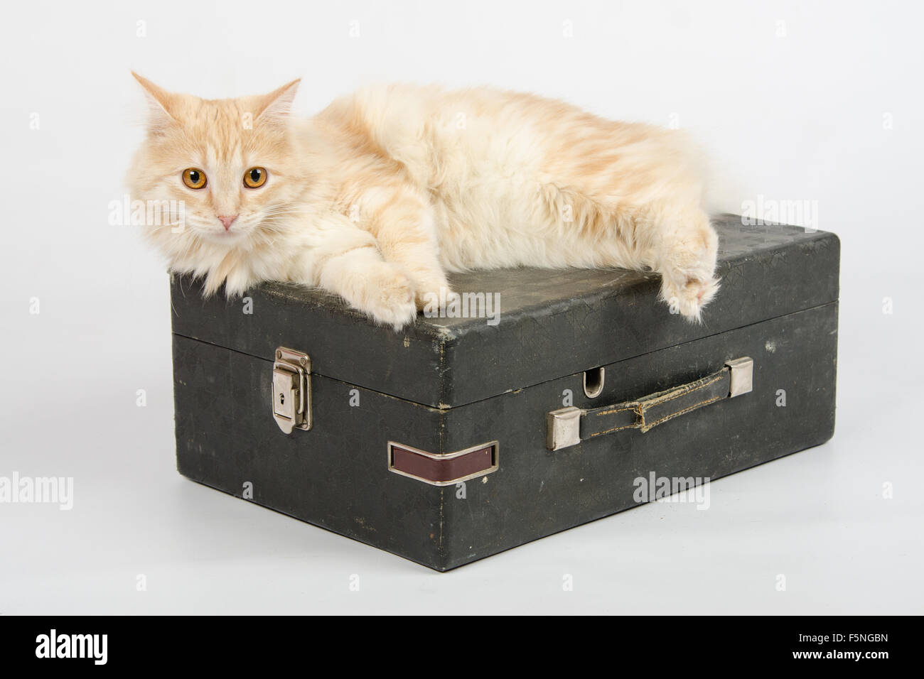 The cat lies on the old gramophone, a mechanical device for playing ...