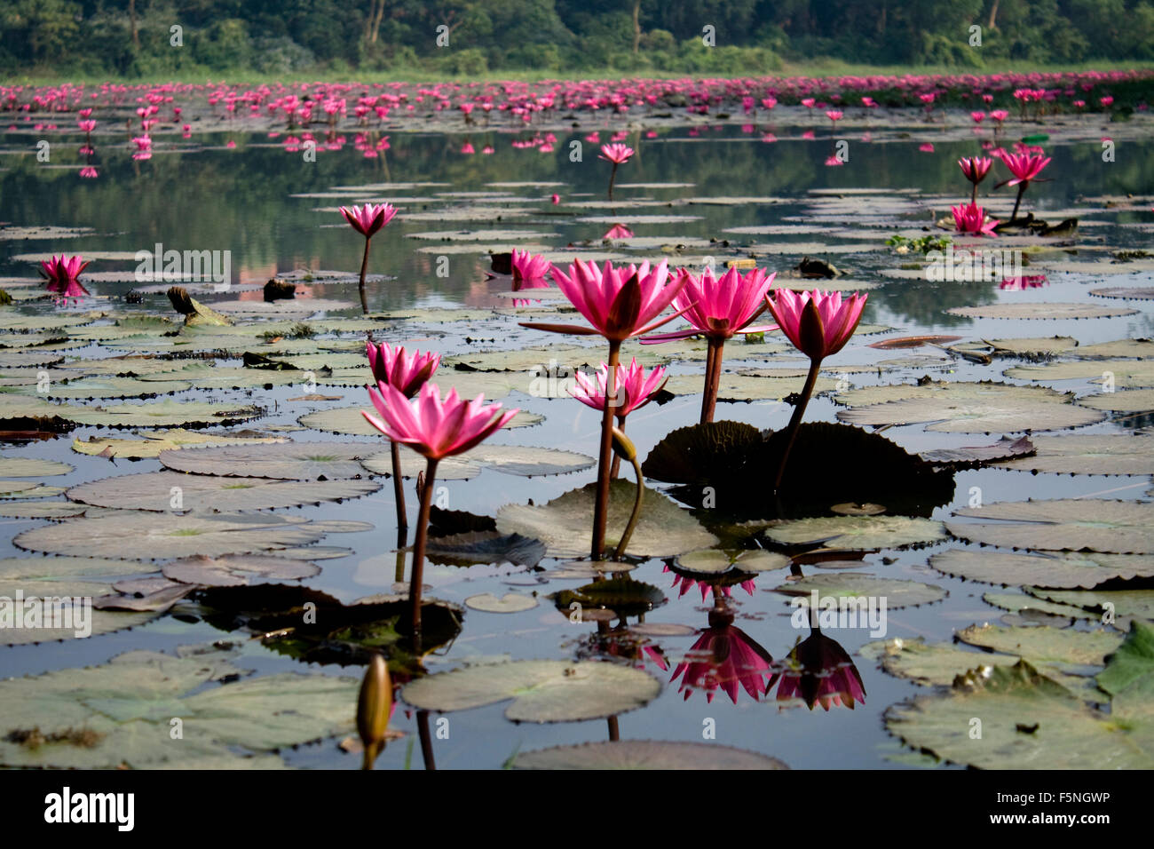 Red water lily in Bangladesh. Stock Photo