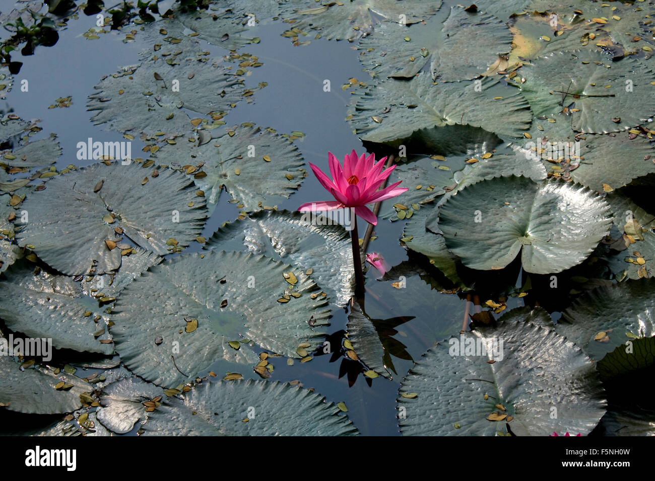 Red water lily in Bangladesh Stock Photo Alamy