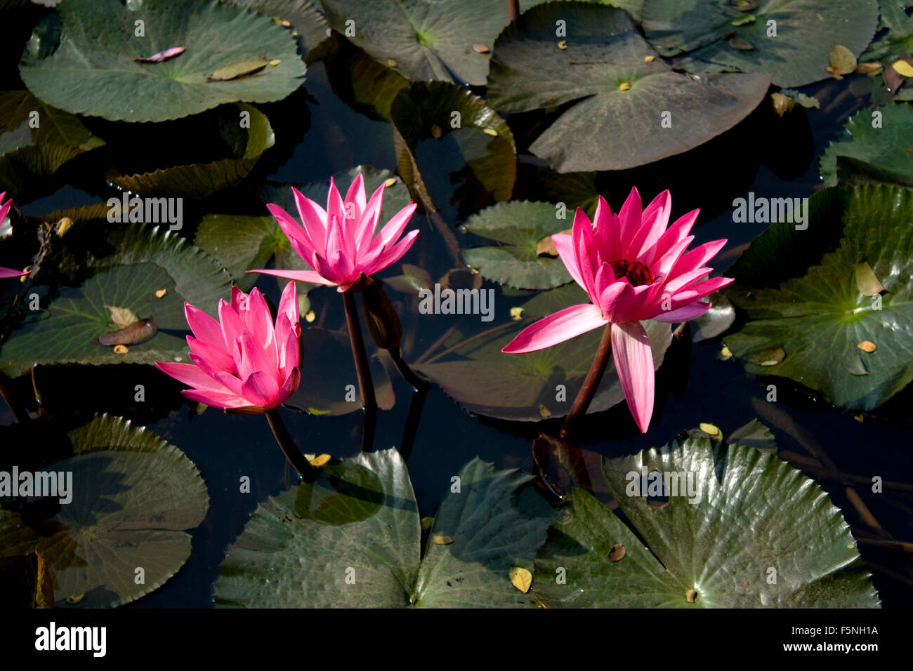 Red water lily in Bangladesh Stock Photo - Alamy