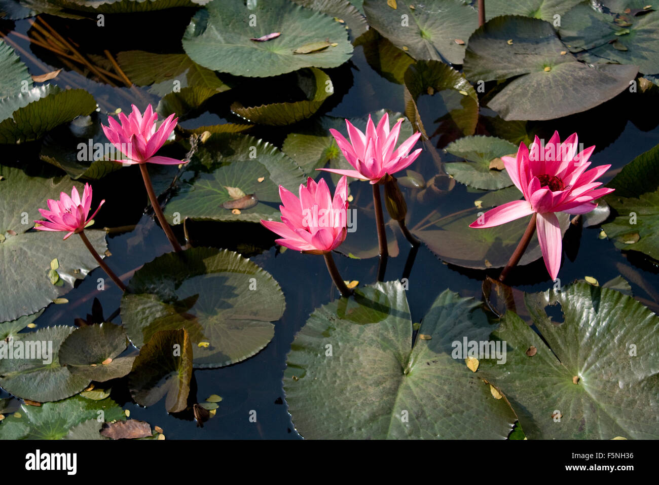 Red water lily in Bangladesh Stock Photo Alamy