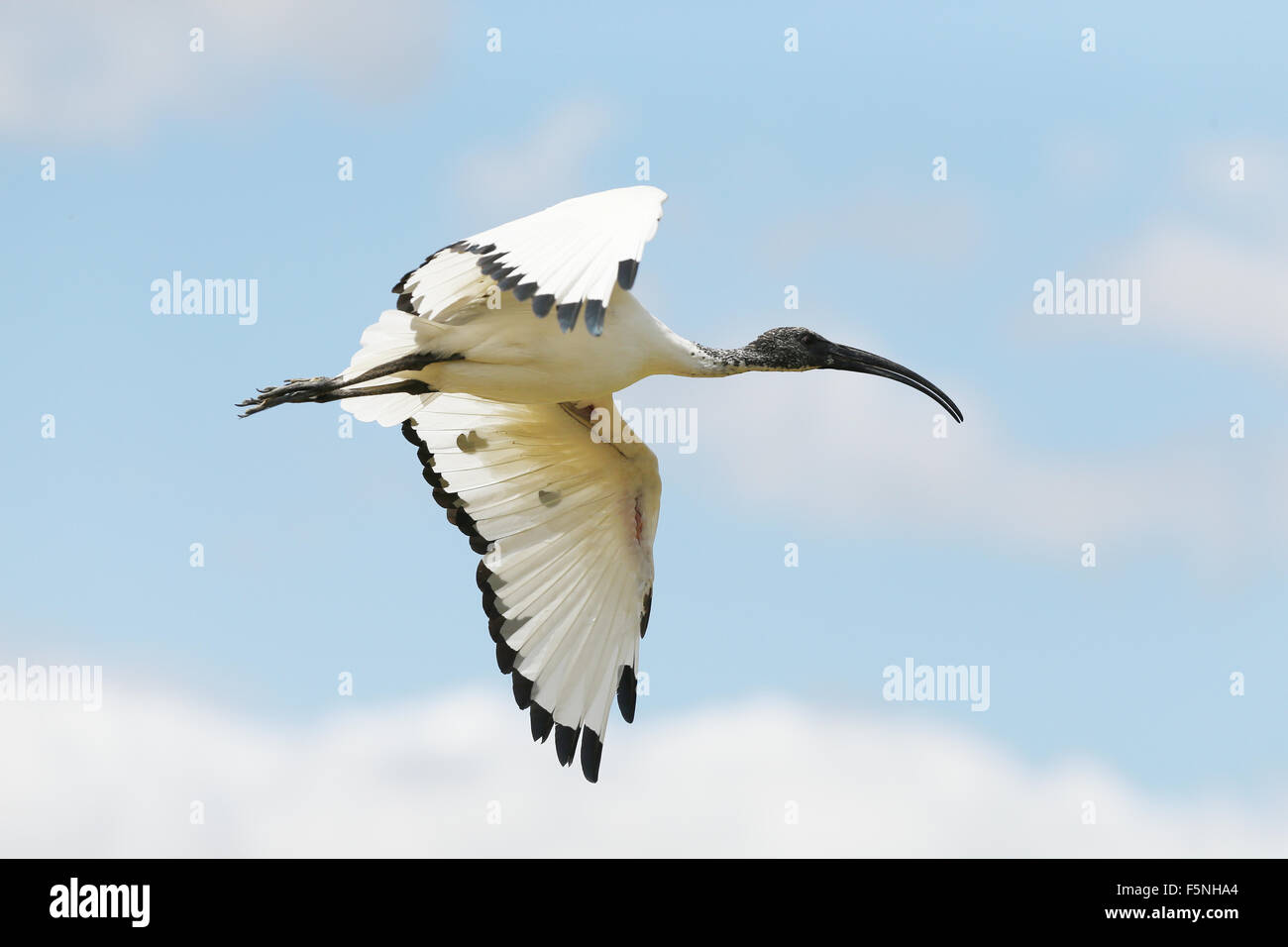 Close up of a Sacred Ibis in flight Stock Photo