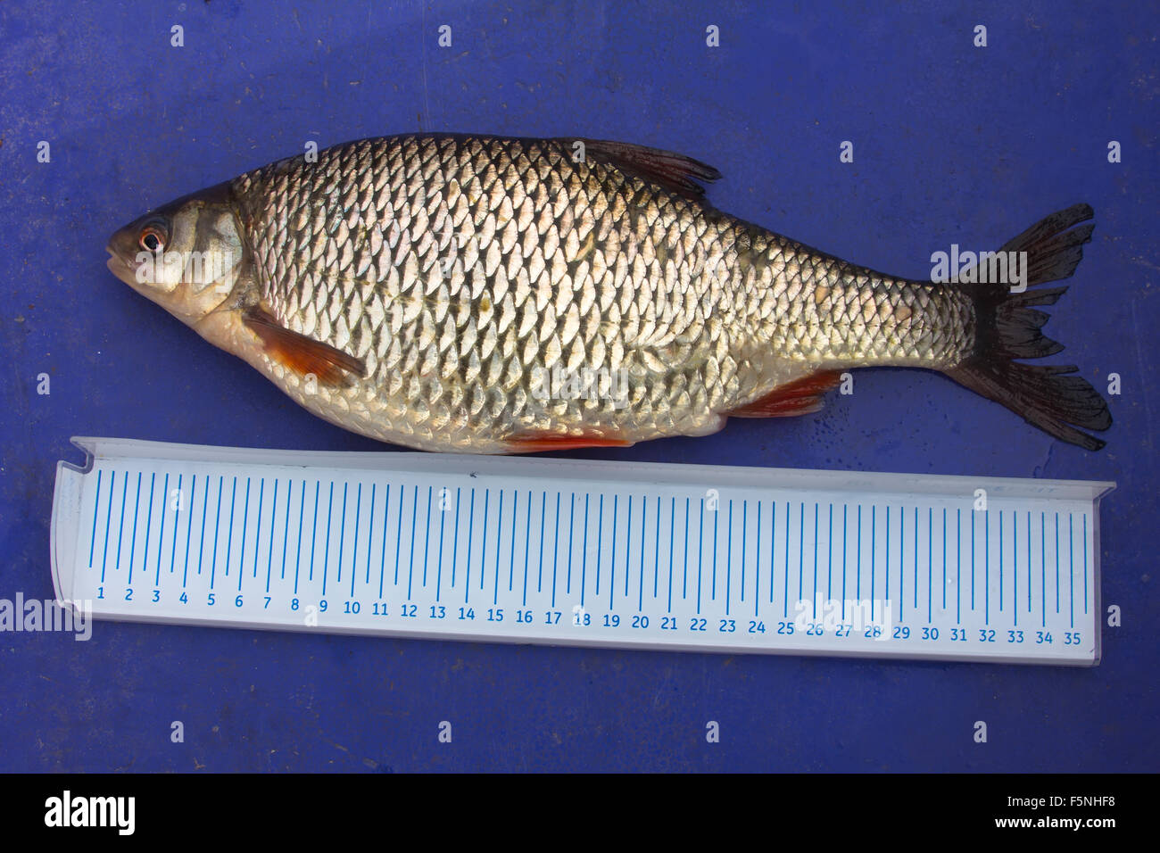 the caught and measured fish for the gastronomic purposes Stock Photo ...