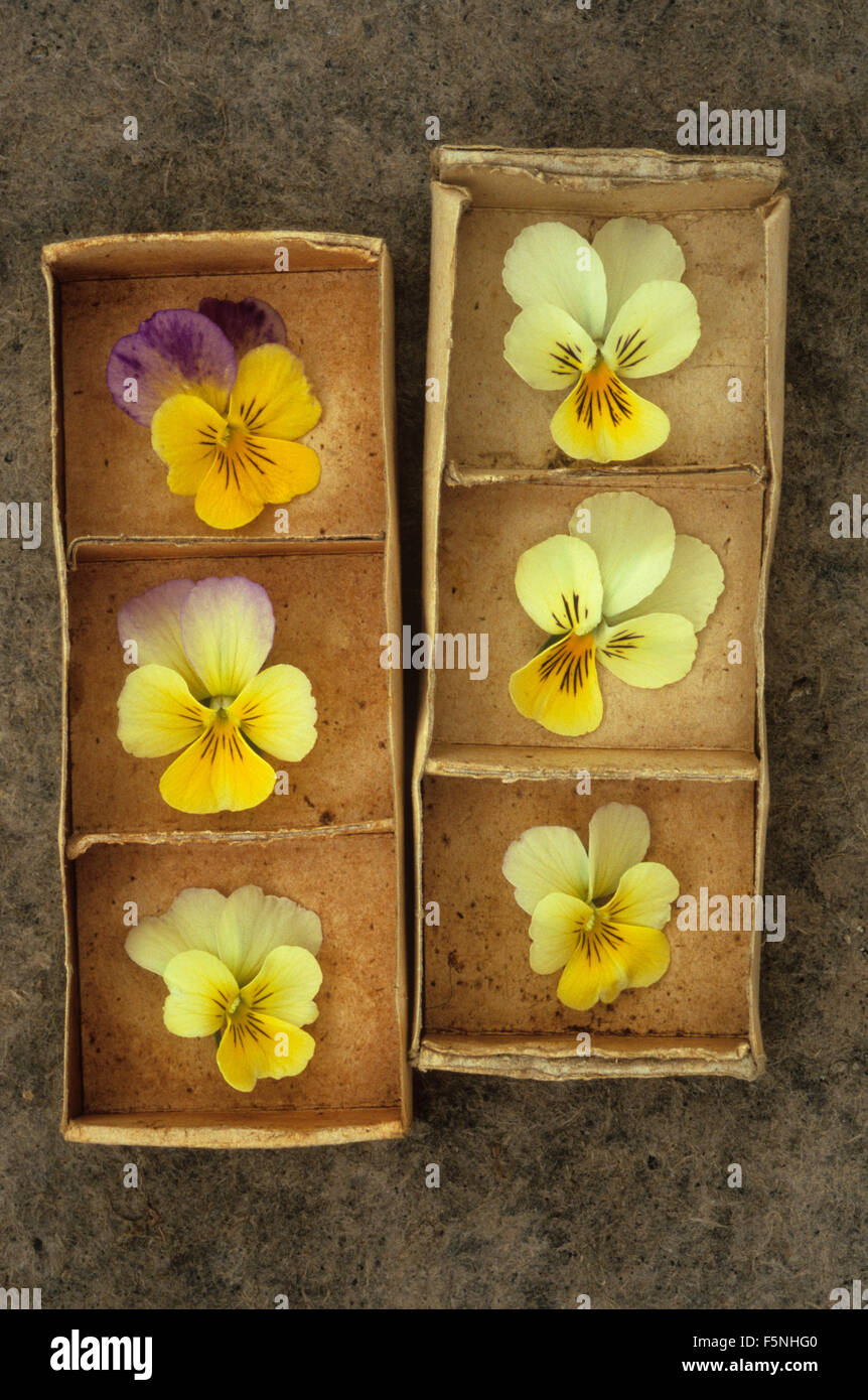 Two small cardboard boxes each with three compartments each containing cream or yellow flowerheads of pansies Stock Photo