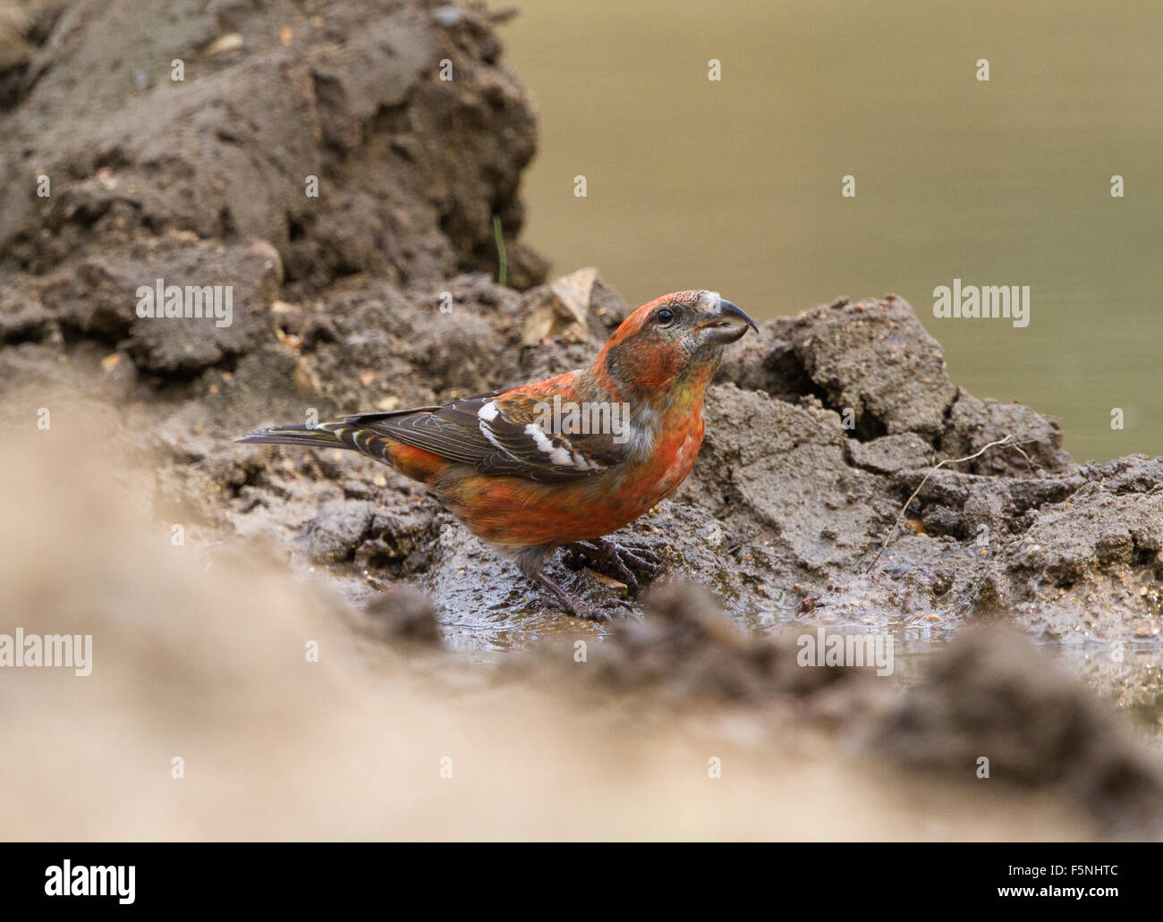 Juvenile, Male first year Two-Barred Crossbill drinking Stock Photo