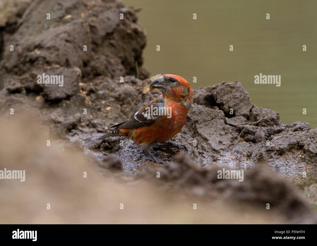Juvenile, Male first year Two-Barred Crossbill drinking Stock Photo