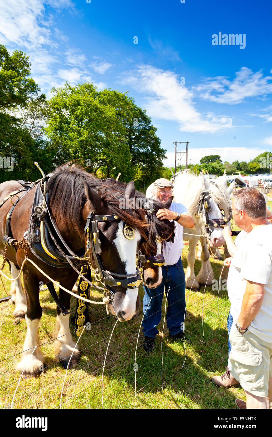 A pair of perfectly groomed shire horses meeting the visitors at the 2015 Norton Fitzwarren Steam Fayre, Somerset, UK Stock Photo