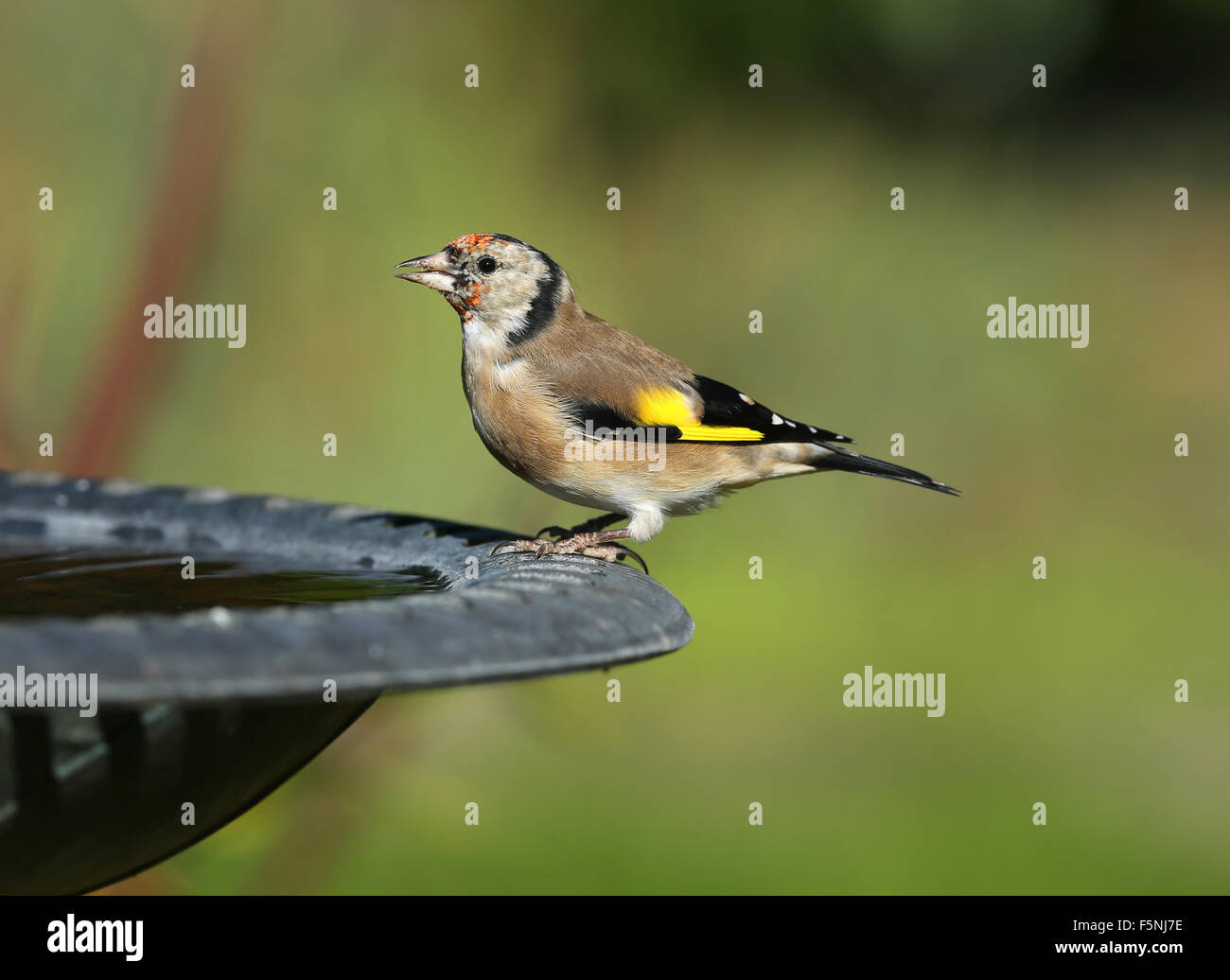 Close up of a young Goldfinch having a drink from a bird bath Stock Photo