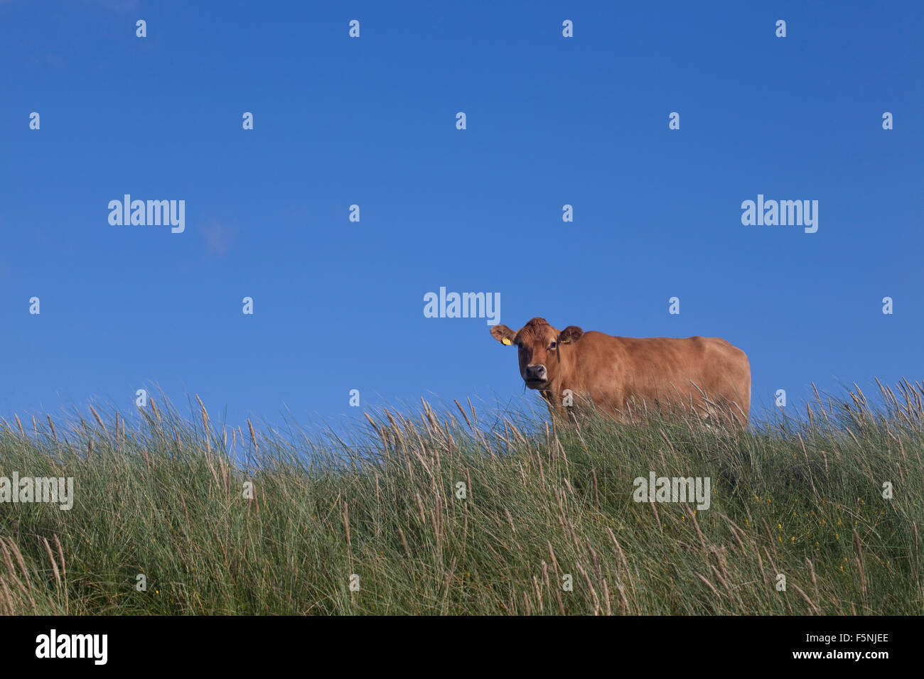 A cow stands in a field of dune grass, looking out of the image. She is in contrast with the brilliant blue summer sky. Stock Photo