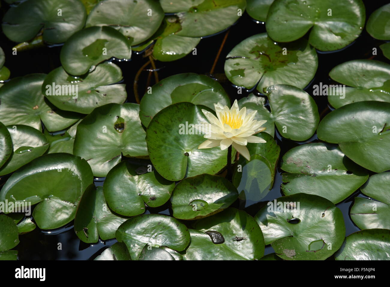 White lotus flower Stock Photo Alamy