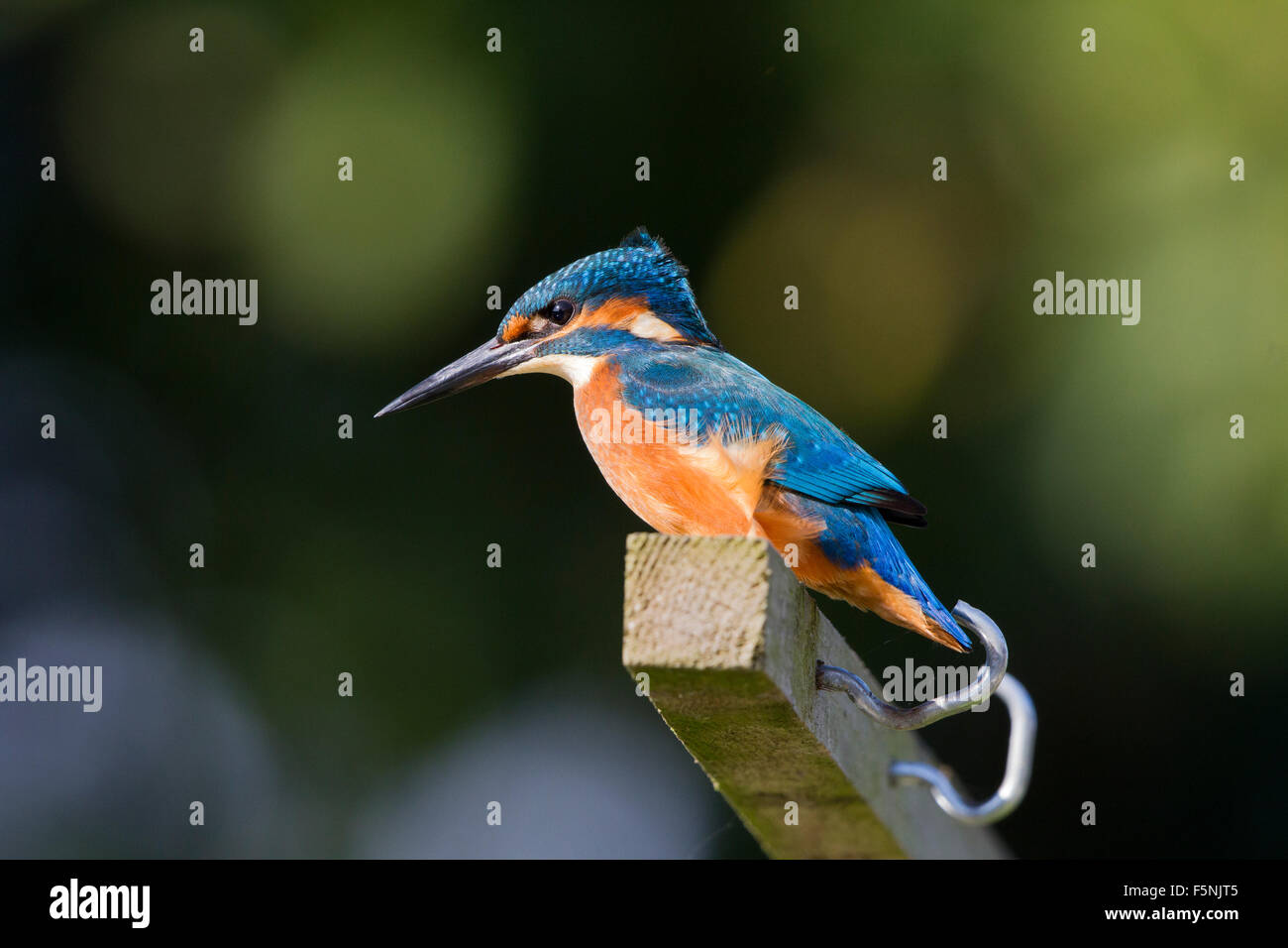 Male Kingfisher perched on bird feeder Stock Photo