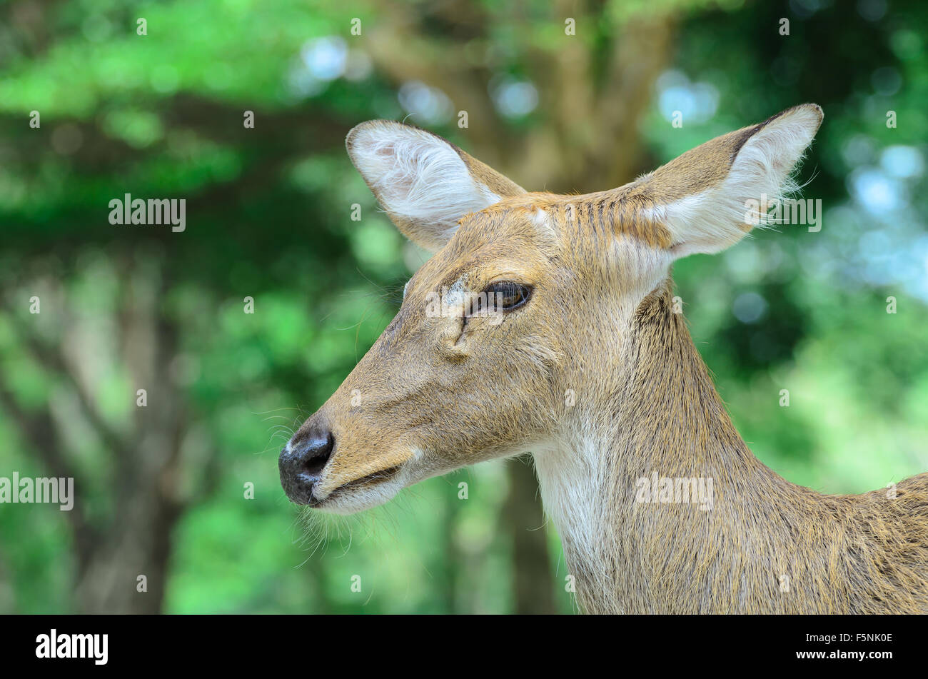 Eld's deer also known as the thamin or brow-antlered deer. Stock Photo