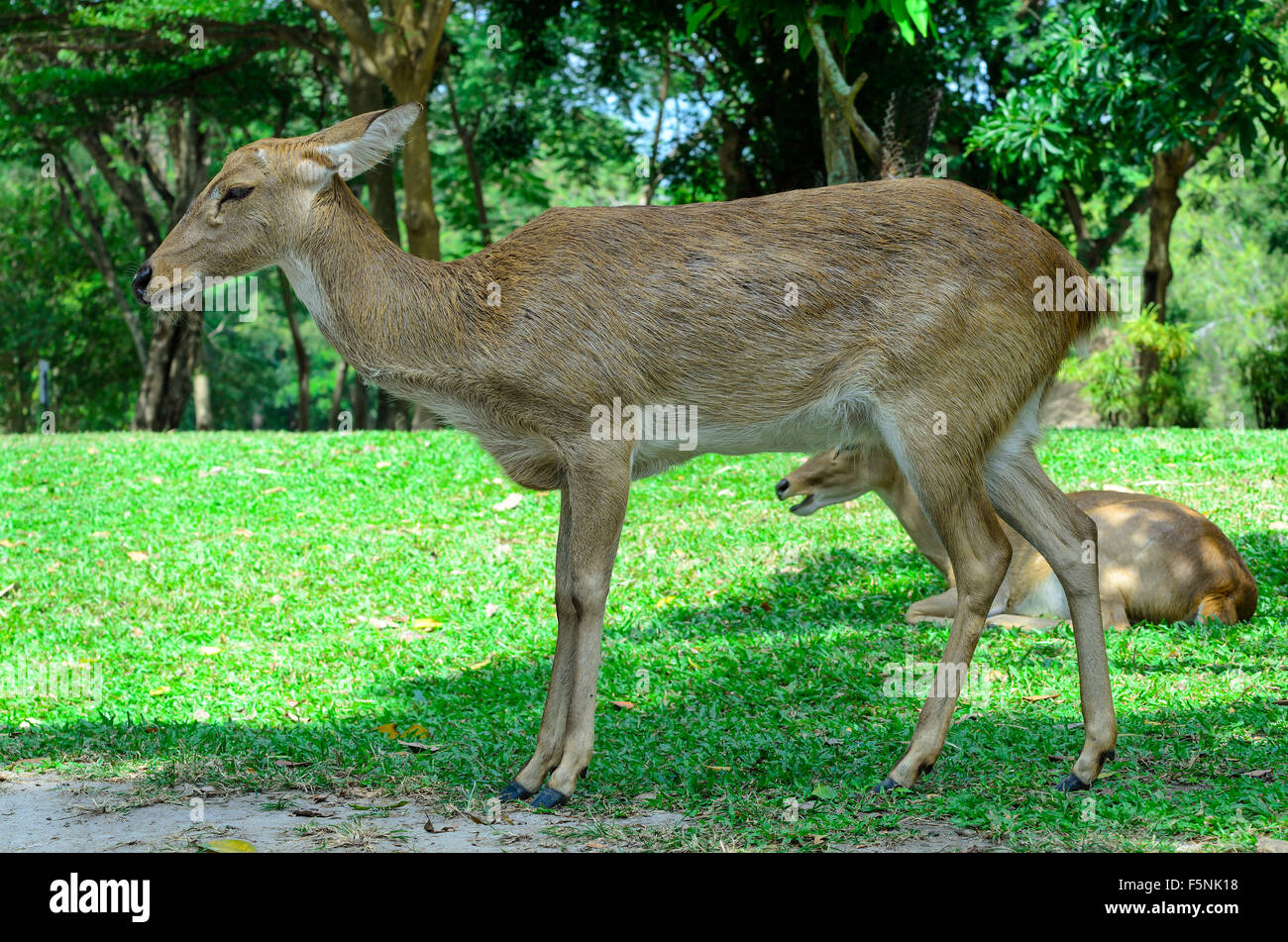 Eld's deer also known as the thamin or brow-antlered deer. Stock Photo