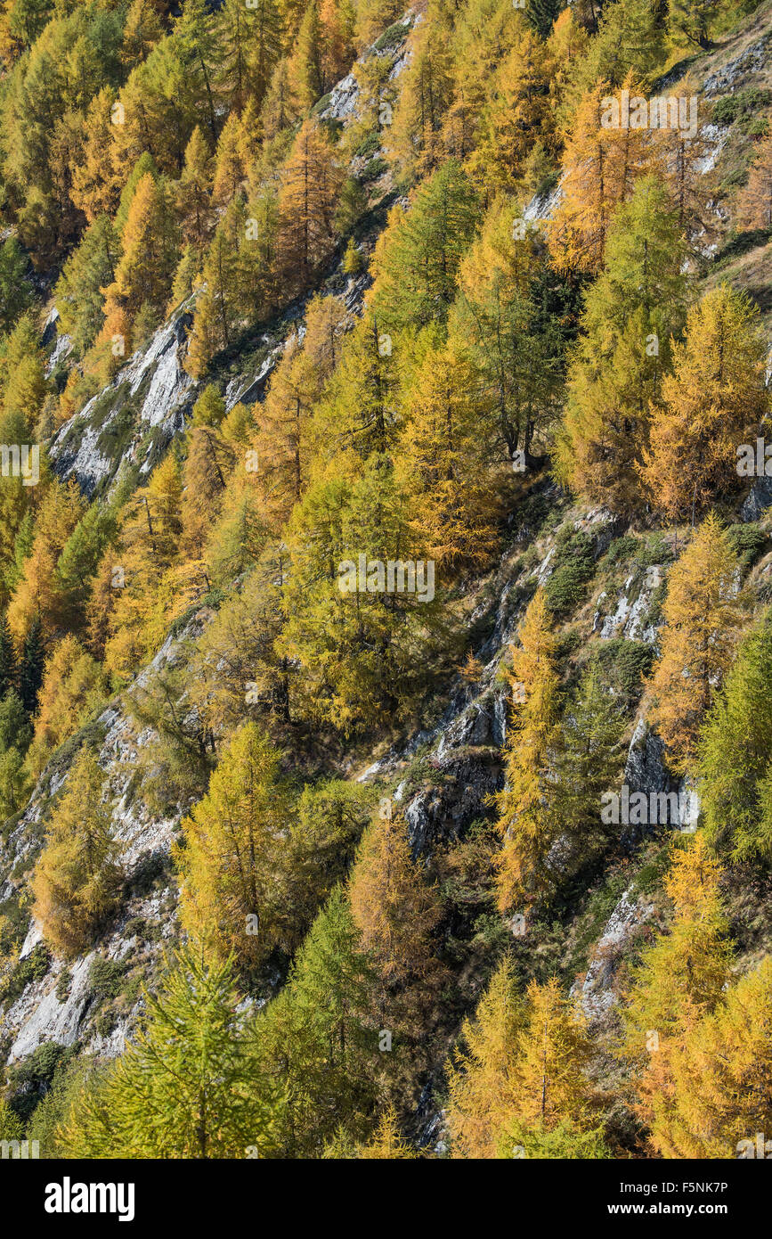 European larches (Larix decidua), autumnal mountain forest on steep slope, Bodenalm, Prägraten am Großvenediger, Virgental Stock Photo