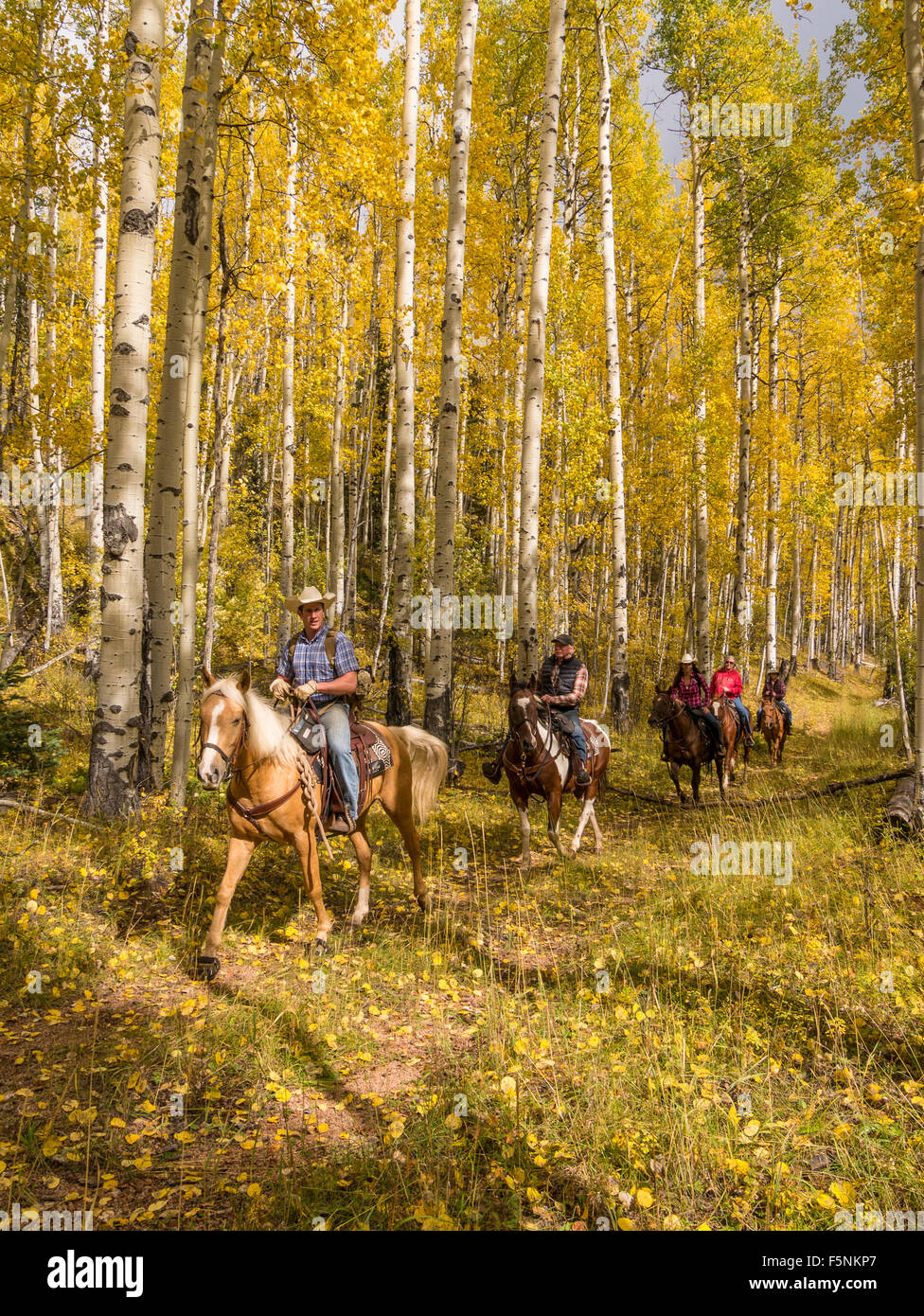Riders ride through Aspen Alley, Emerald Valley Trail ride, Emerald Valley Ranch, Colorado Stock Photo