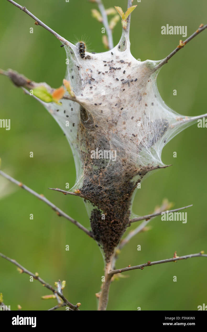 Young caterpillars in the nest (Lymantria dispar Stock Photo - Alamy